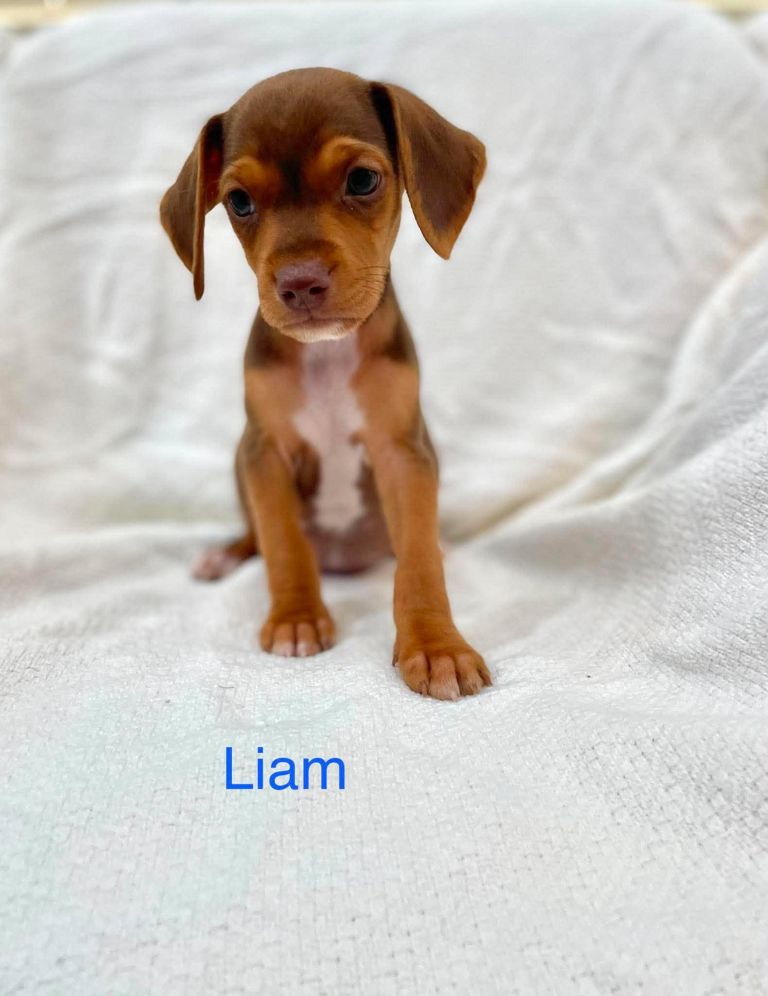 LIAM, an adopted mixed breed in Madisonville, LA image 2/4