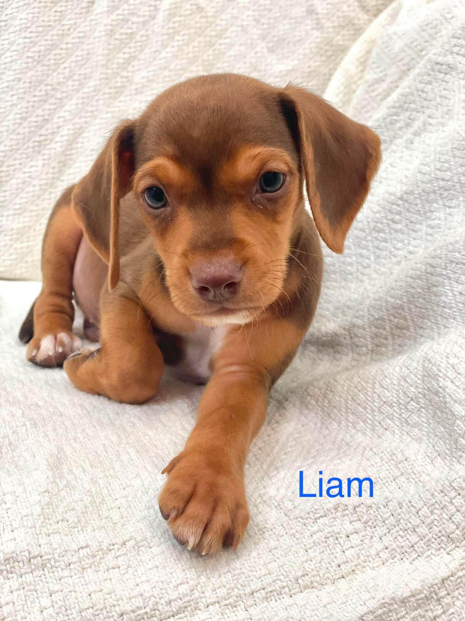 LIAM, an adopted mixed breed in Madisonville, LA image 1/4