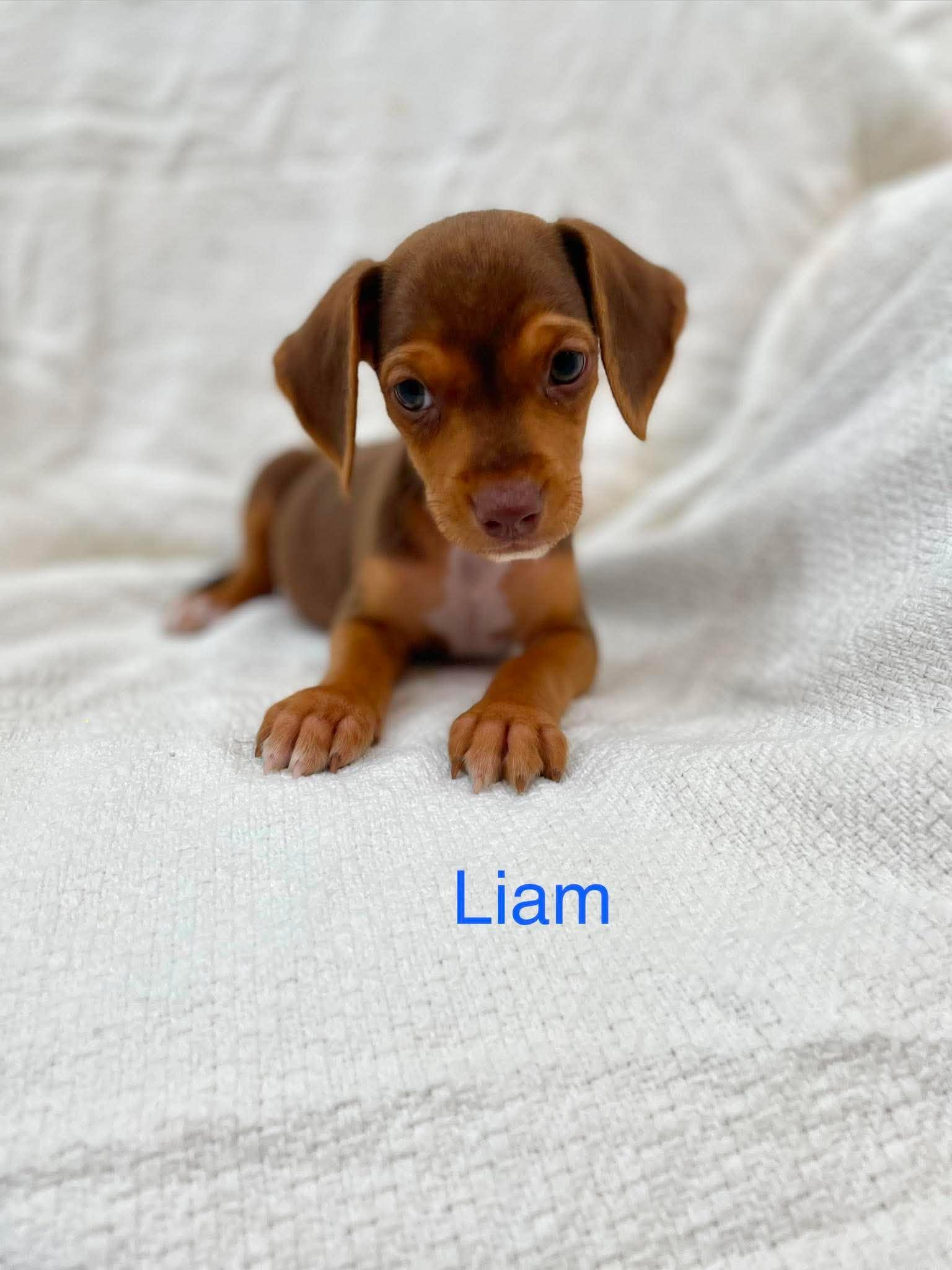 LIAM, an adopted mixed breed in Madisonville, LA image 3/4