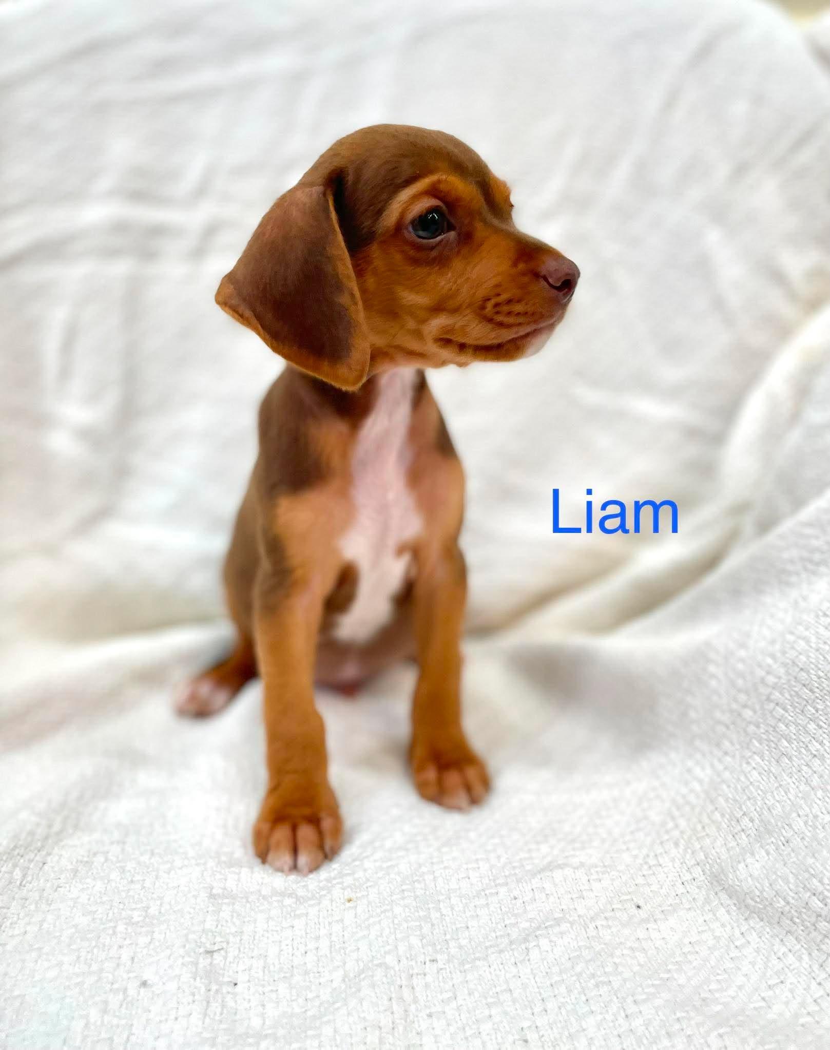 LIAM, an adopted mixed breed in Madisonville, LA image 4/4