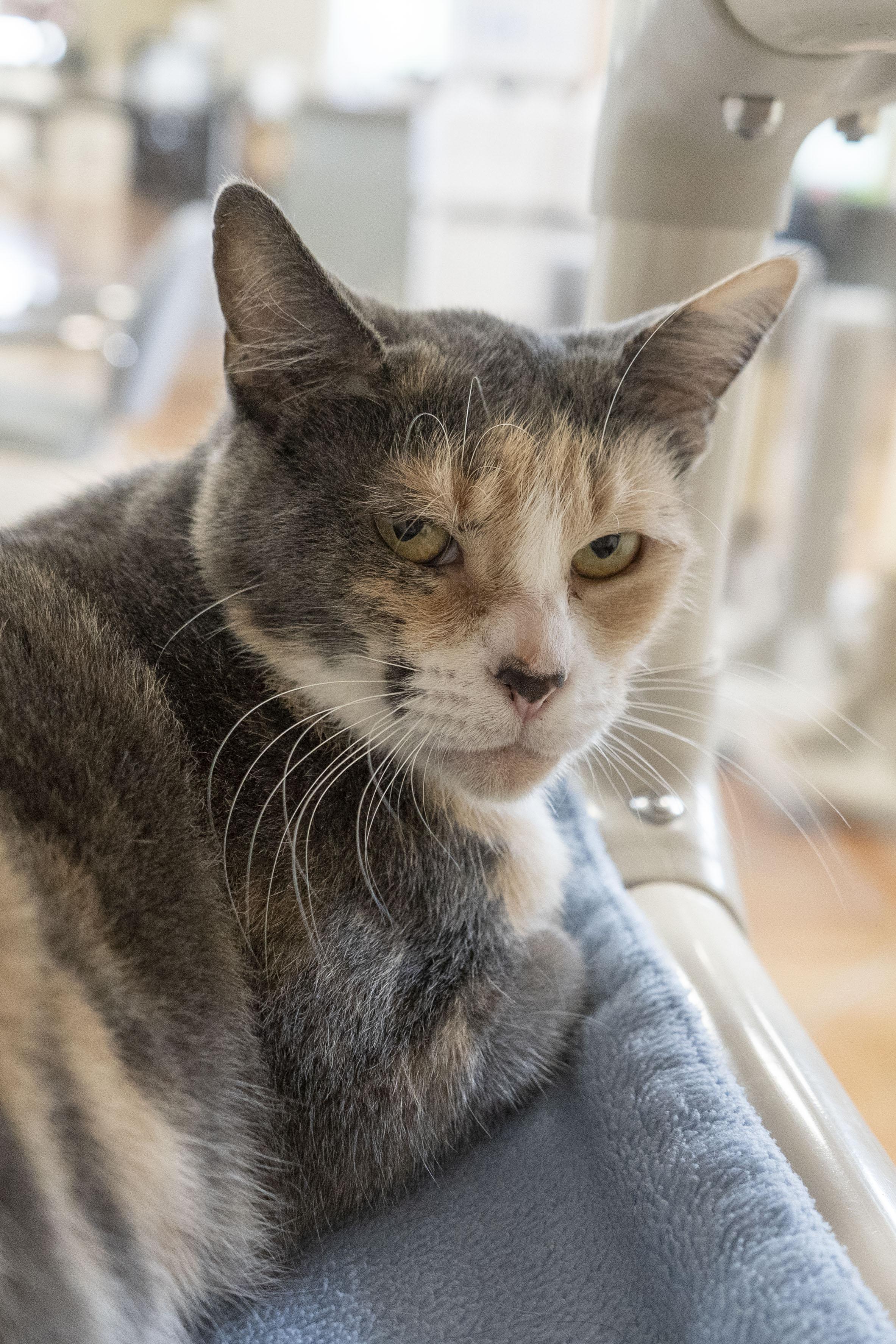 Mirabelle, an adoptable Domestic Short Hair in Boise, ID, 83709 | Photo Image 3