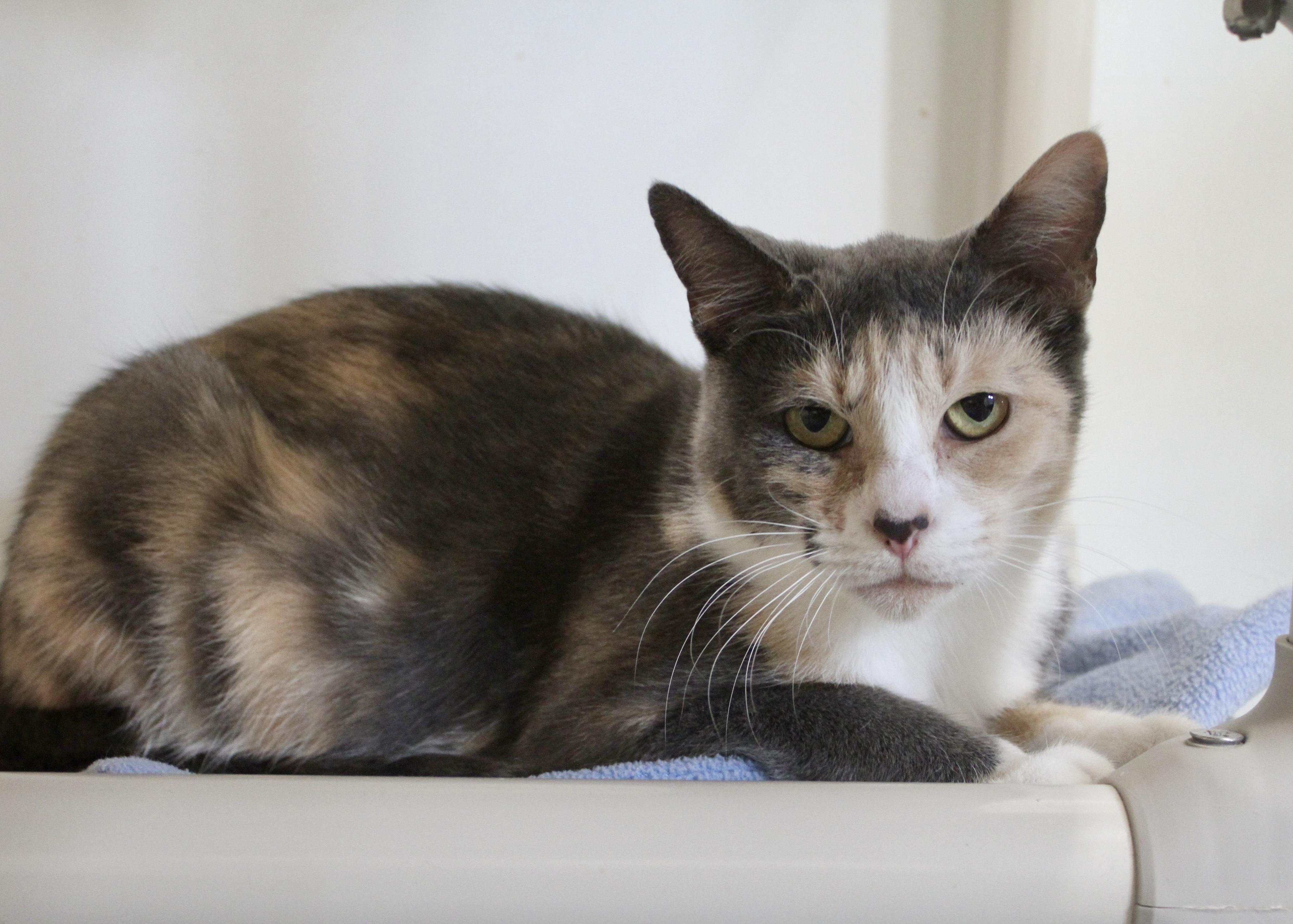 Mirabelle, an adoptable Domestic Short Hair in Boise, ID, 83709 | Photo Image 2