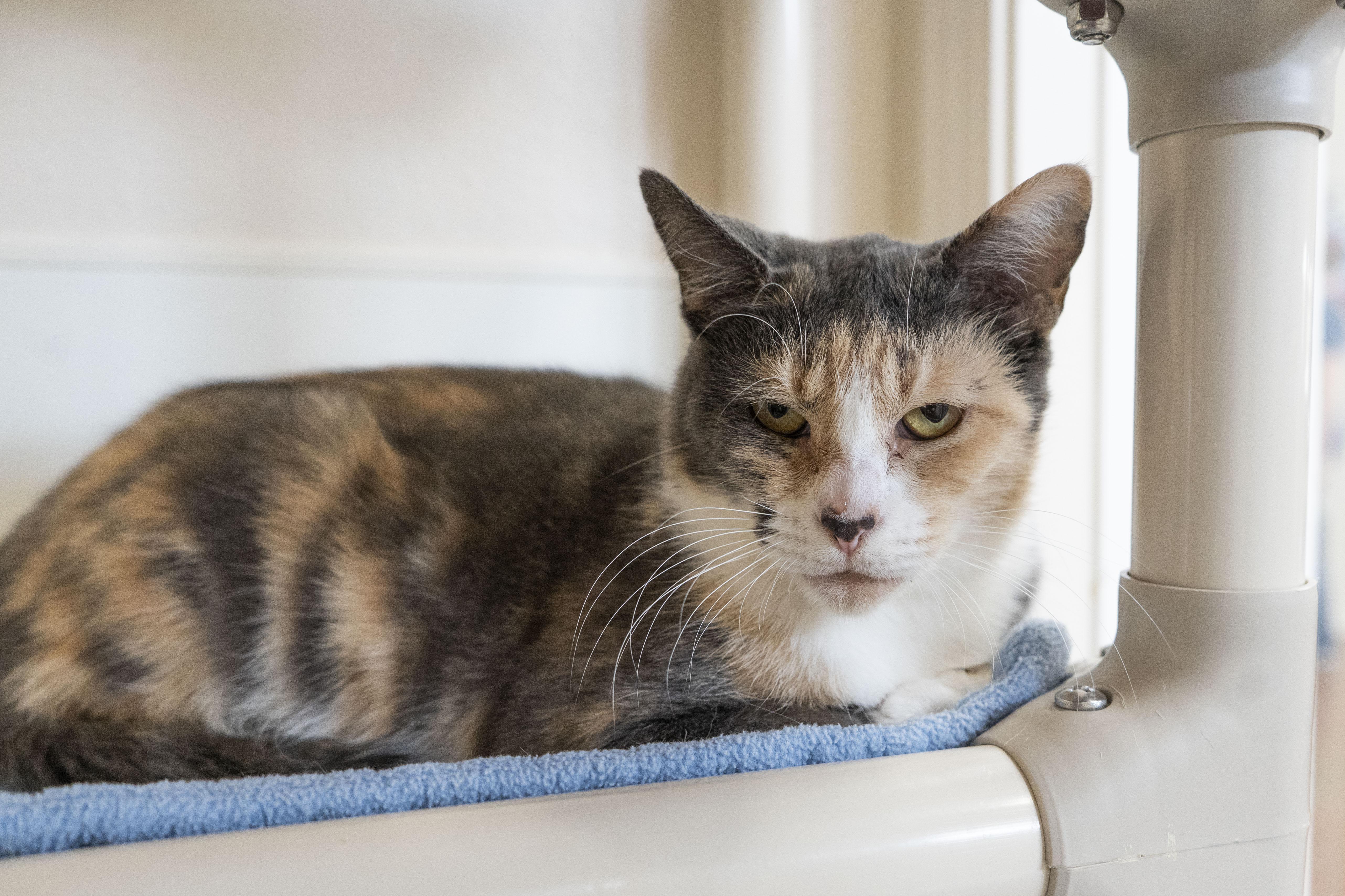 Mirabelle, an adoptable Domestic Short Hair in Boise, ID, 83709 | Photo Image 1