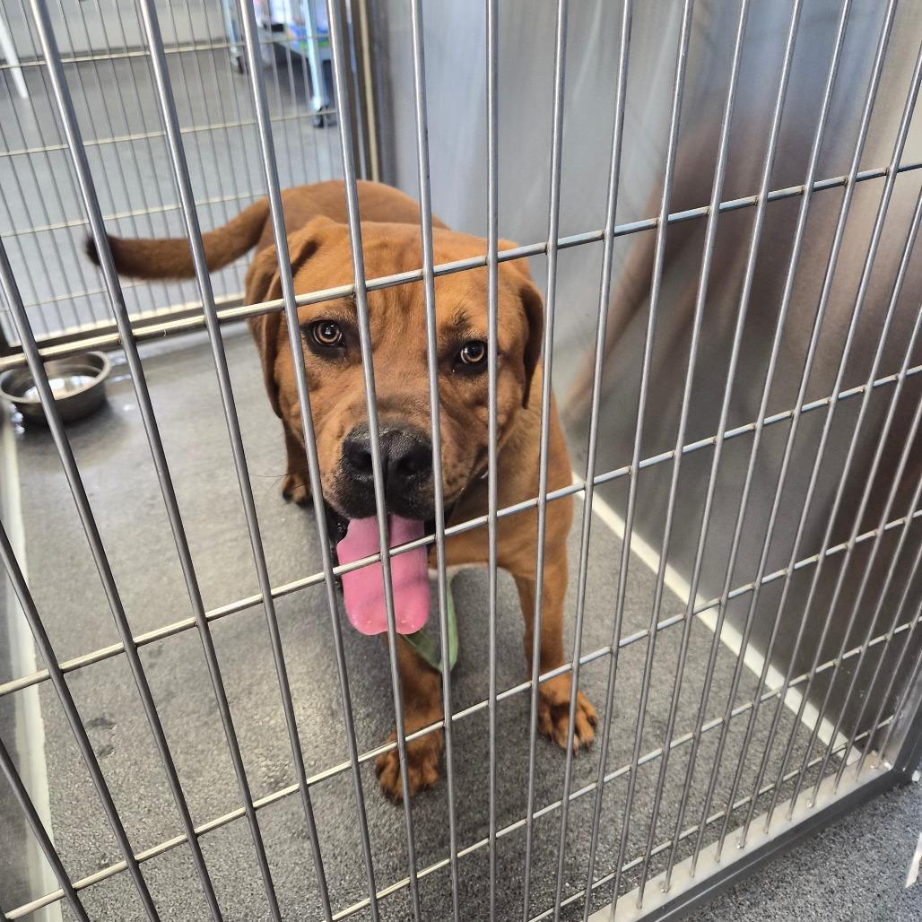 Squishy, a Adoptable mixed breed in Montgomery, AL image 1/2