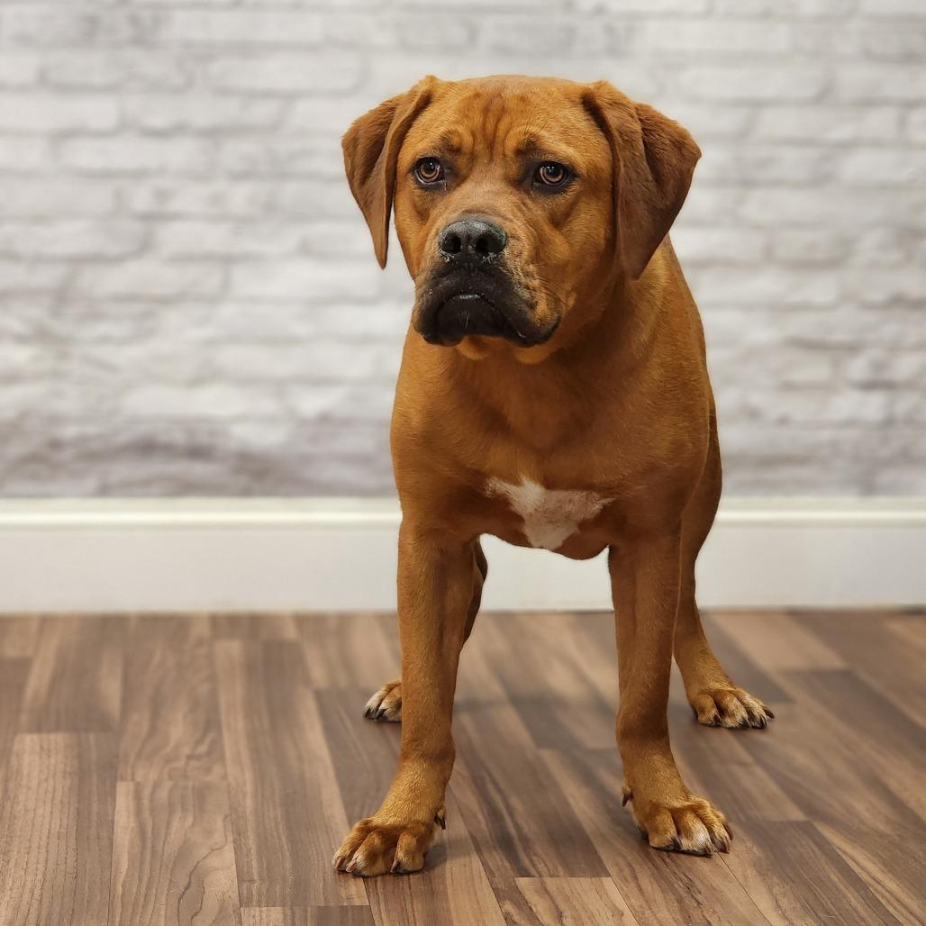 Squishy, a Adoptable mixed breed in Montgomery, AL image 2/2