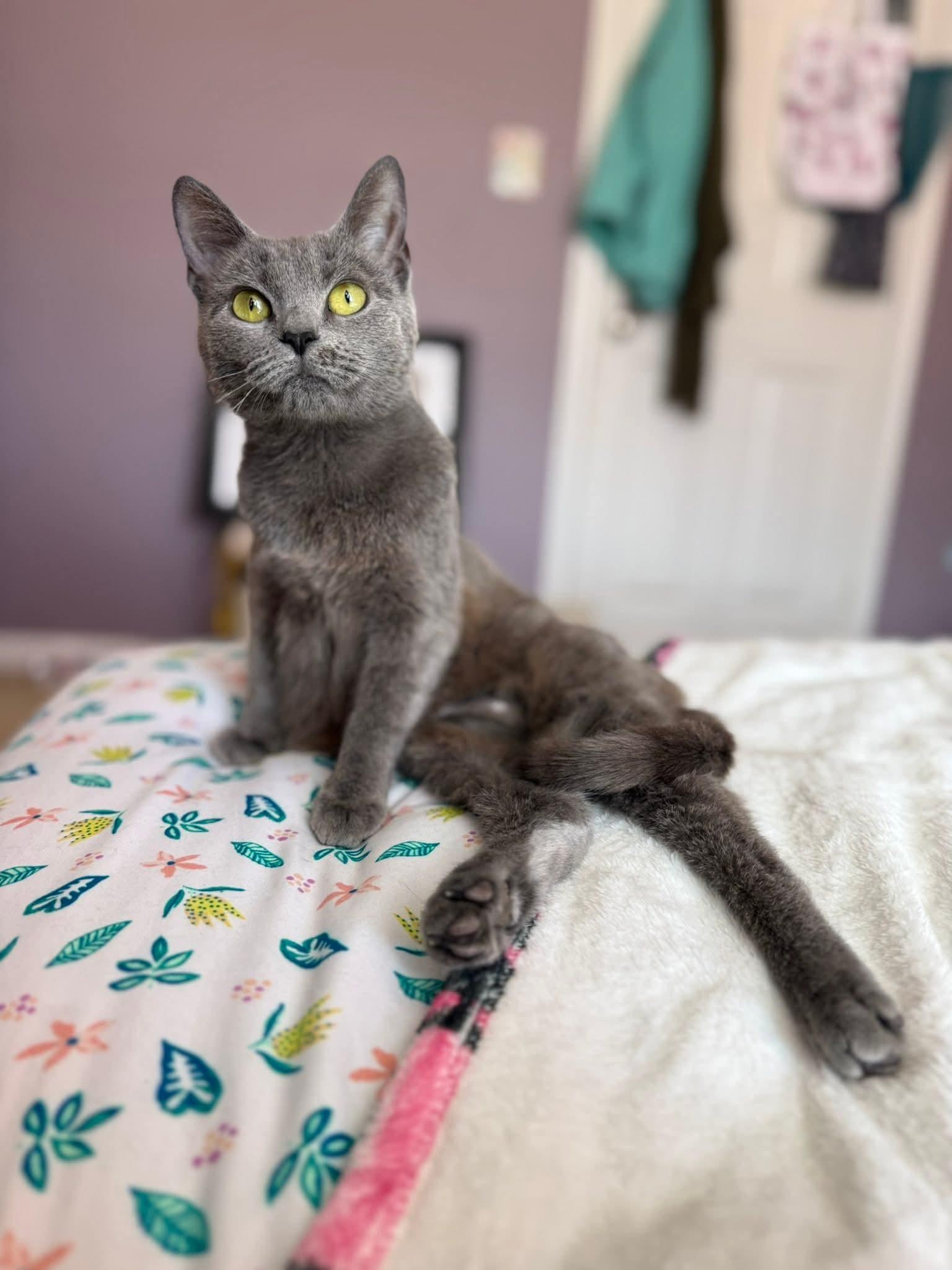 Enlarge Sally & Gillian, a ADOPTABLE Domestic Short Hair in Manchester, MD image 2/2