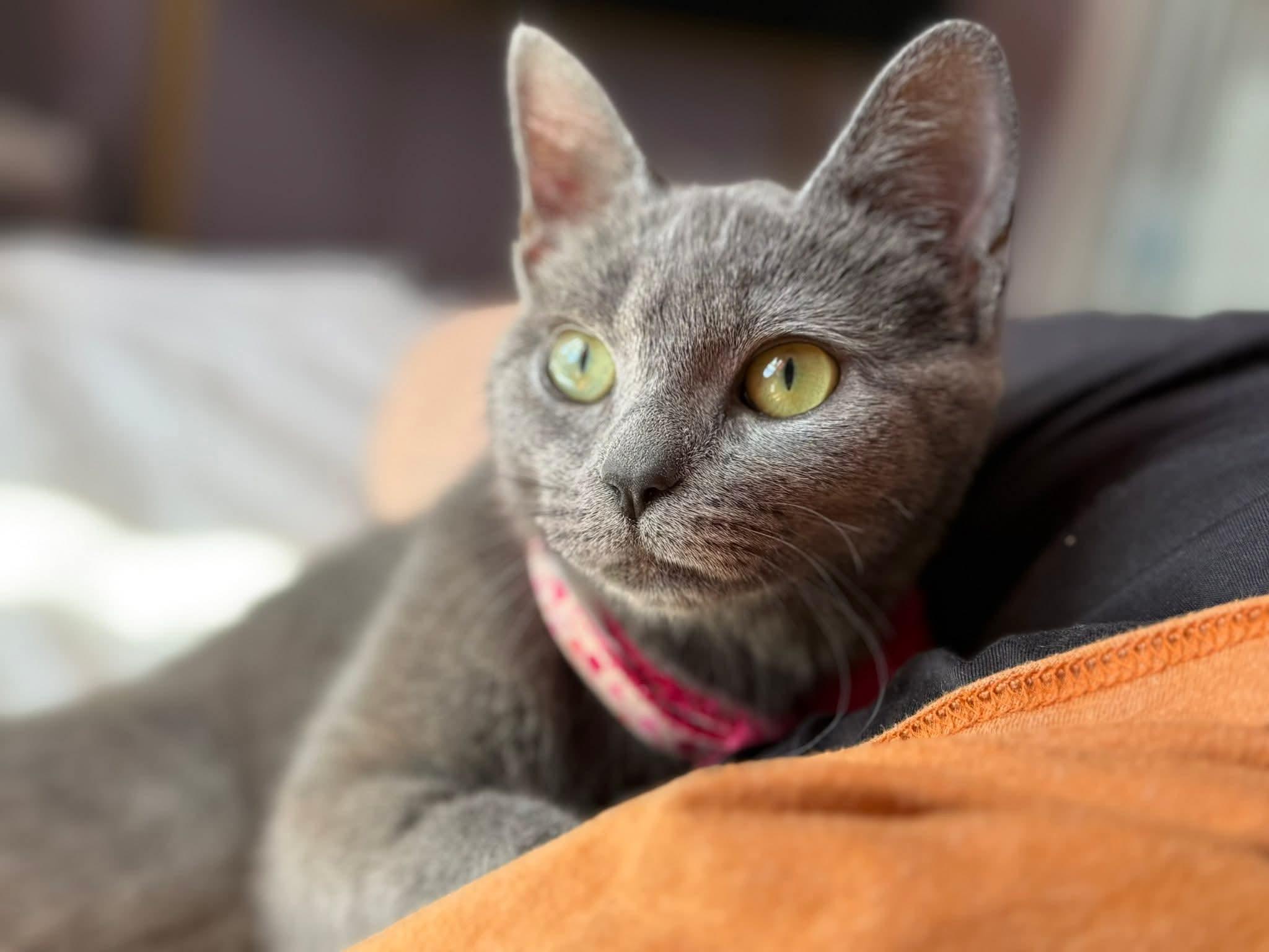 Sally & Gillian, ADOPTABLE, Young Female Domestic Short Hair.