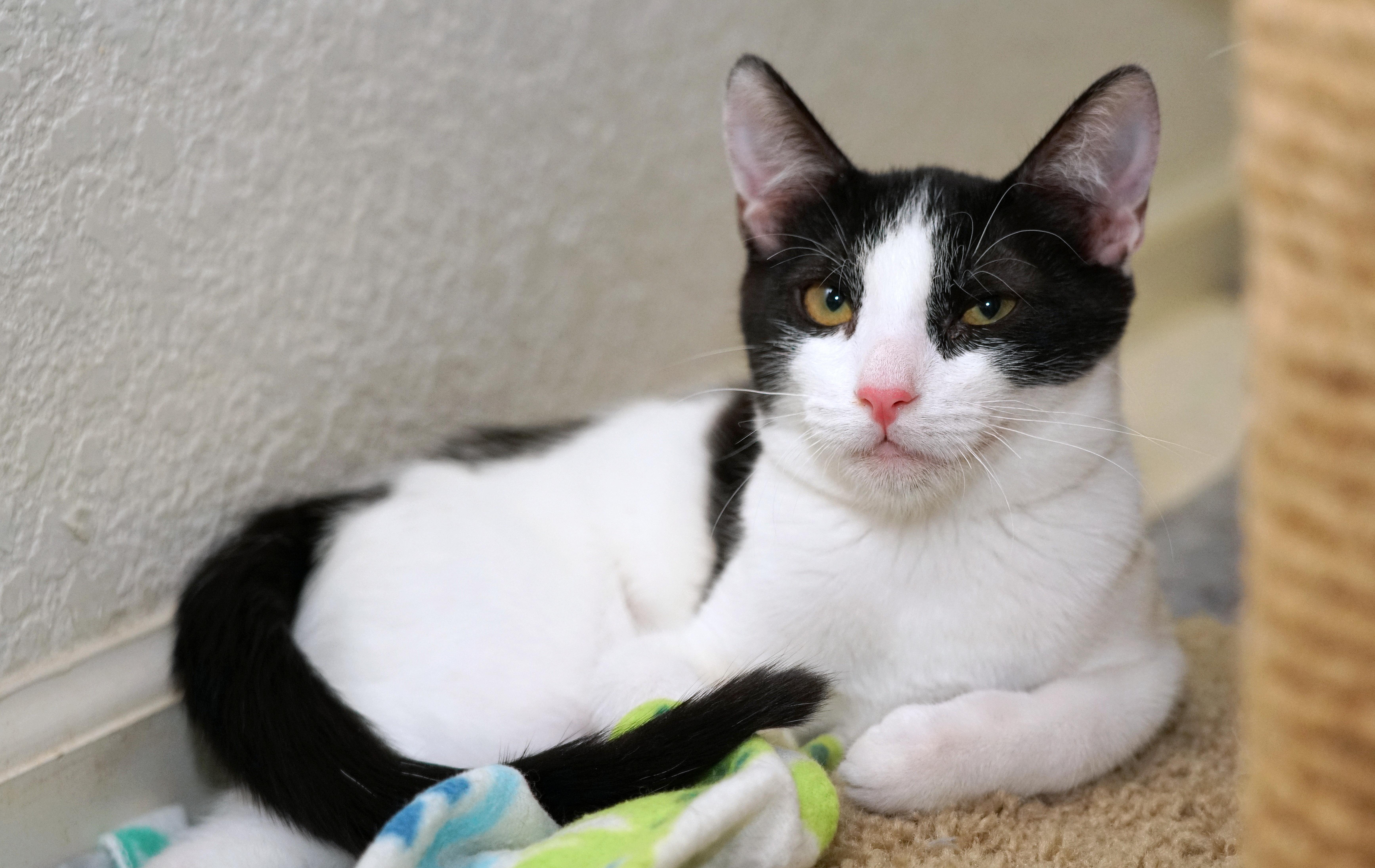 Enlarge Cici, a Adoptable Domestic Short Hair in Rocklin, CA image 4/6