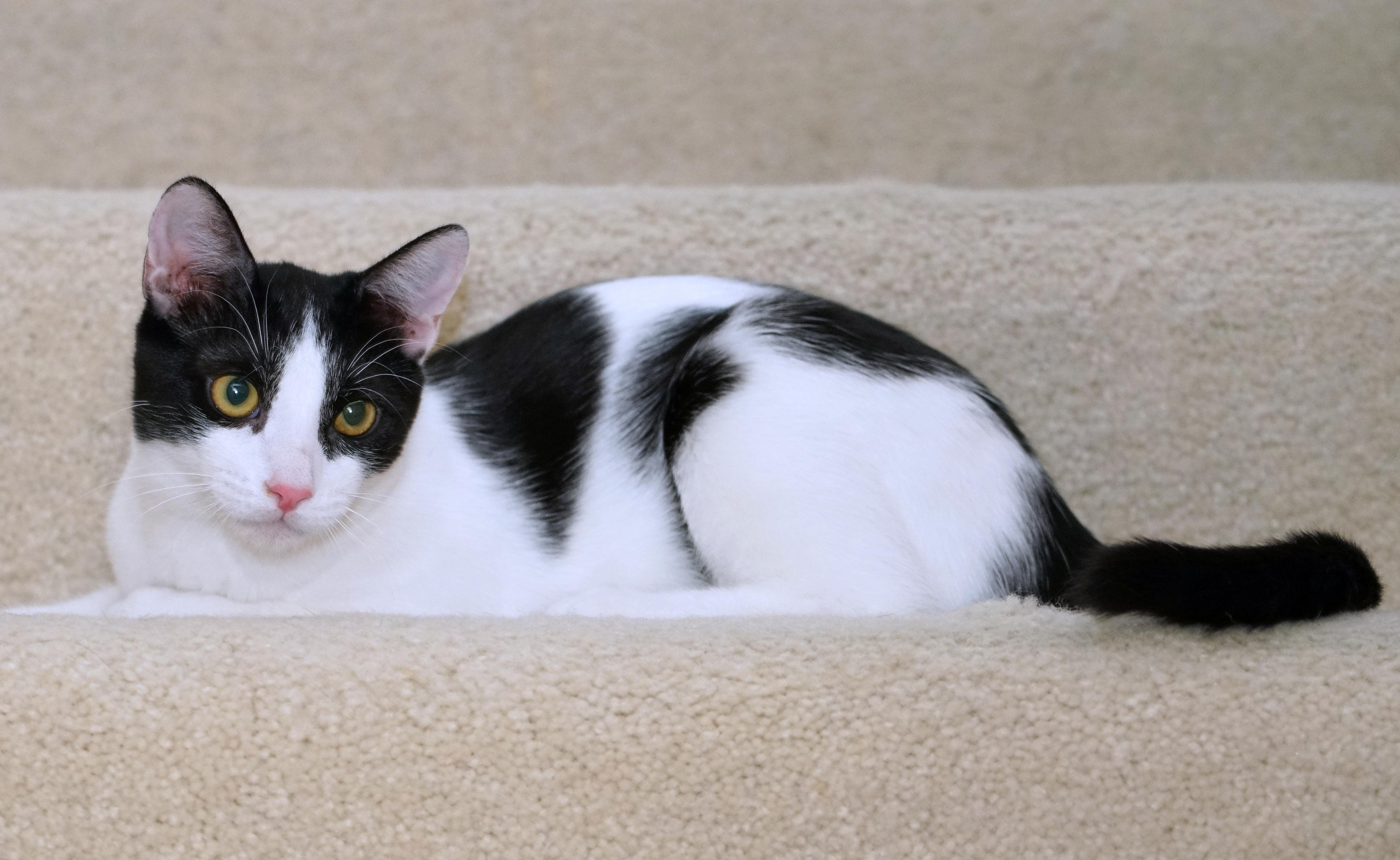 Enlarge Cici, a Adoptable Domestic Short Hair in Rocklin, CA image 5/6