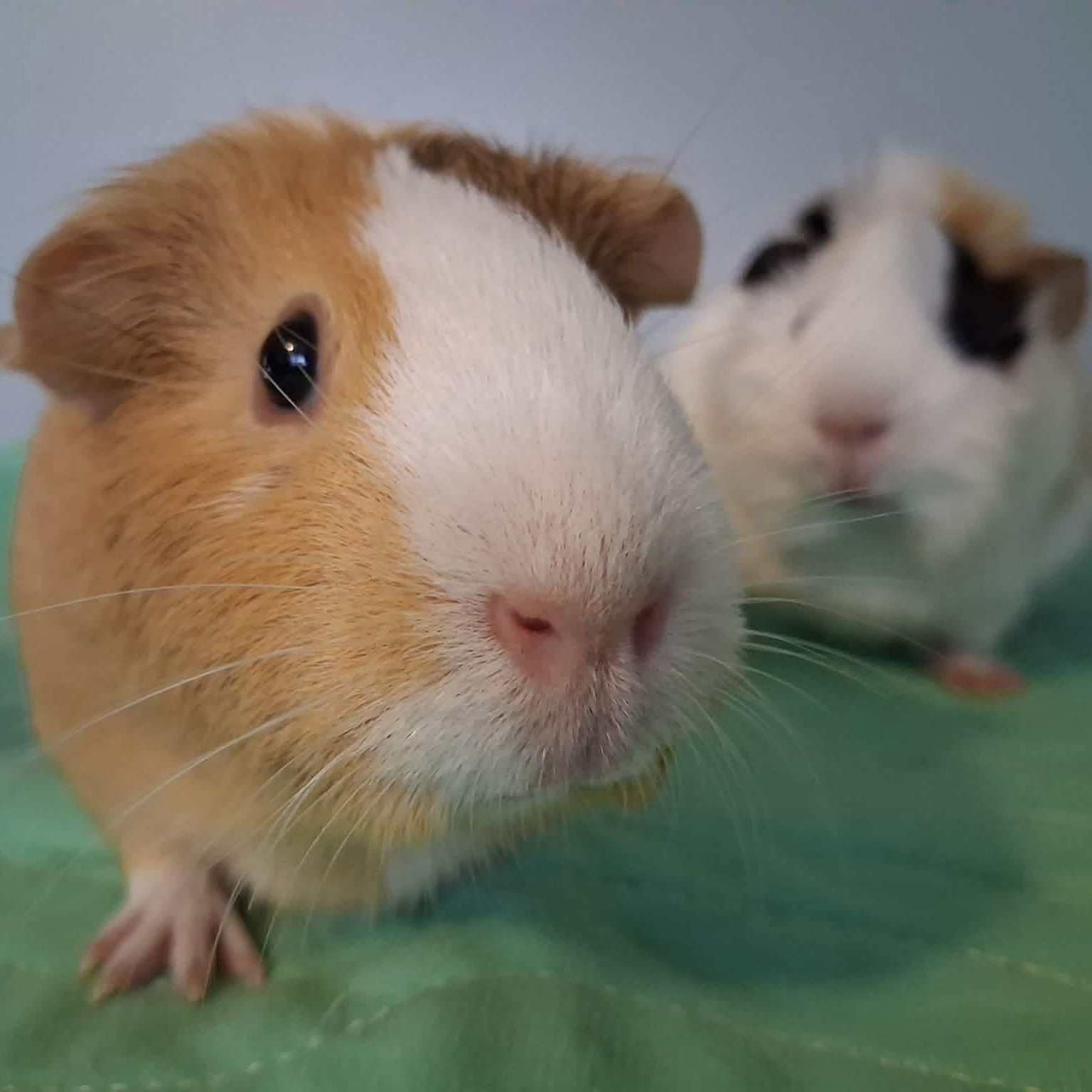 Enlarge Clover & Ivy, a ADOPTABLE mixed breed in Rochester, NY image 5/6