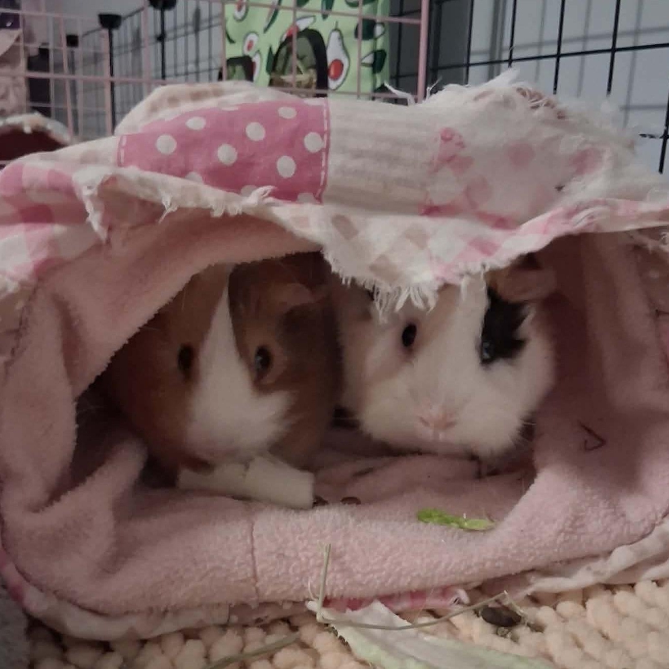 Enlarge Clover & Ivy, a ADOPTABLE mixed breed in Rochester, NY image 2/6