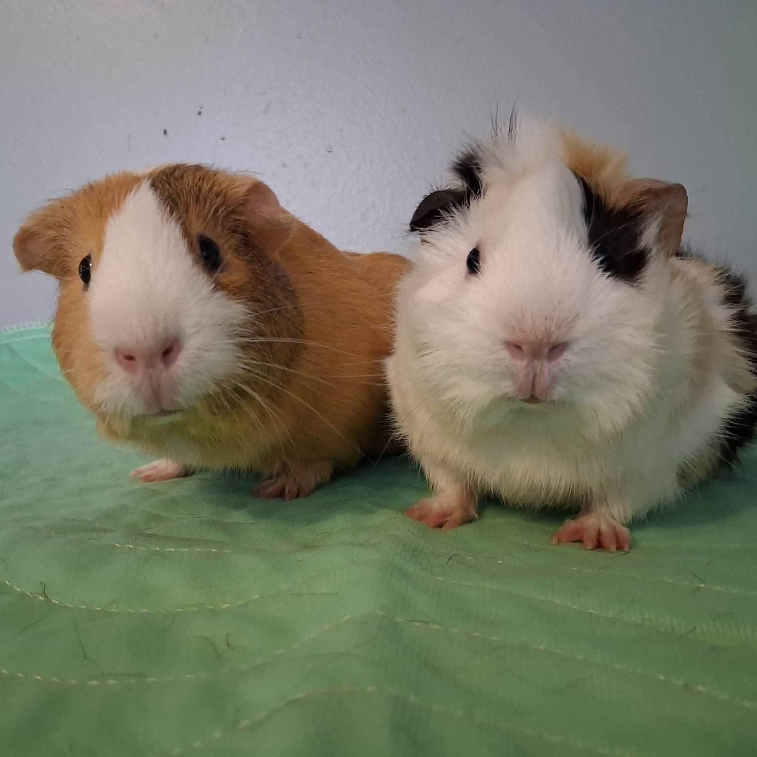 Clover & Ivy, ADOPTABLE, Young Female Guinea Pig.