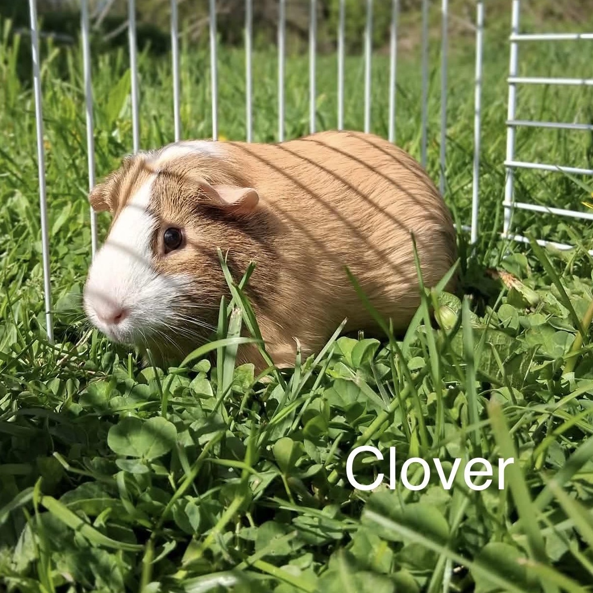 Clover & Ivy, a ADOPTABLE mixed breed in Rochester, NY image 4/6