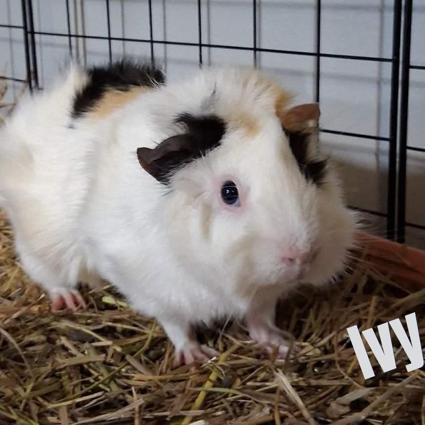 Enlarge Clover & Ivy, a ADOPTABLE mixed breed in Rochester, NY image 4/6