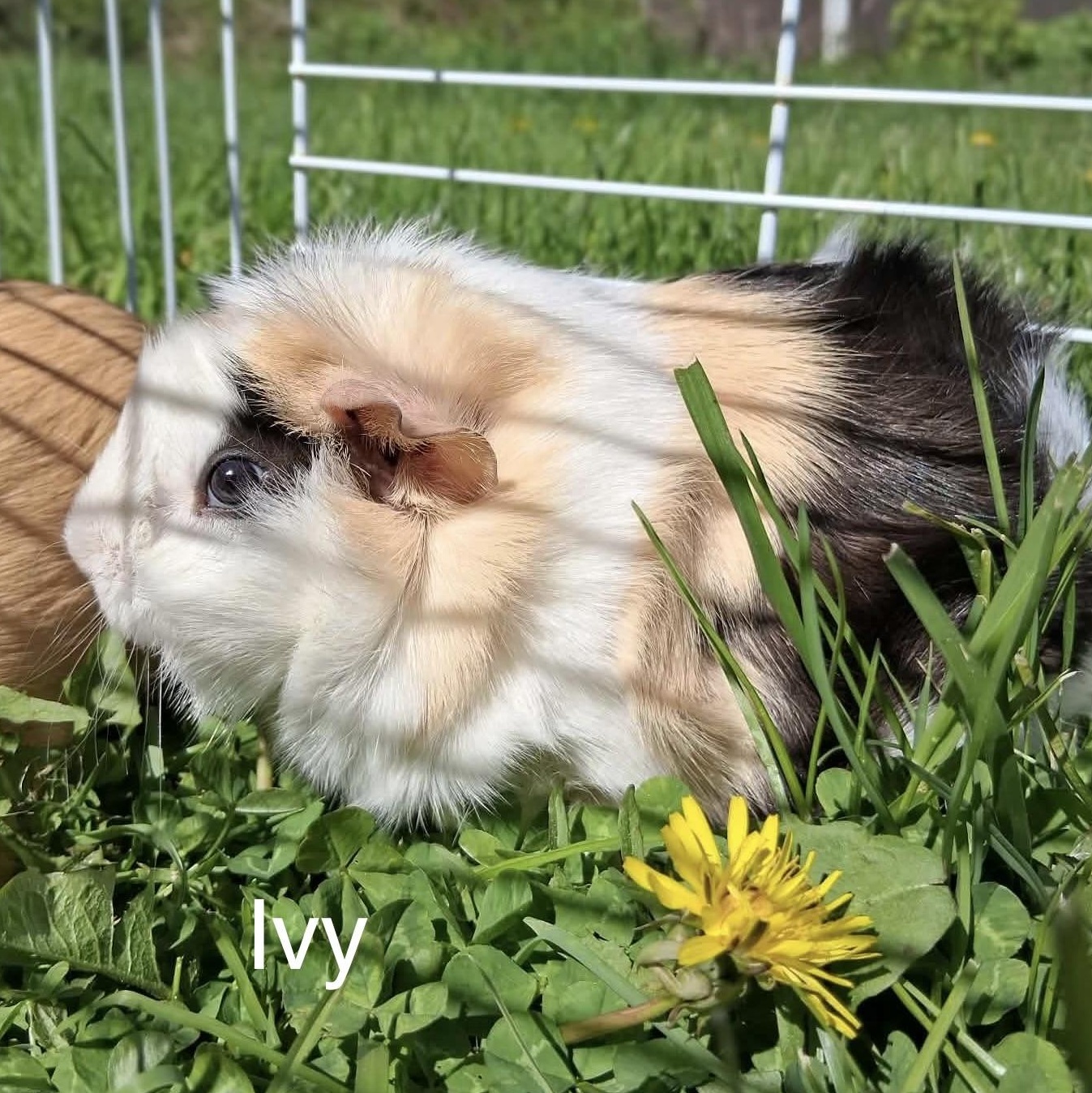 Clover & Ivy, a ADOPTABLE mixed breed in Rochester, NY image 5/6