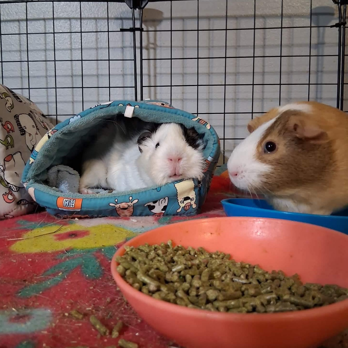 Clover & Ivy, a ADOPTABLE mixed breed in Rochester, NY image 3/6