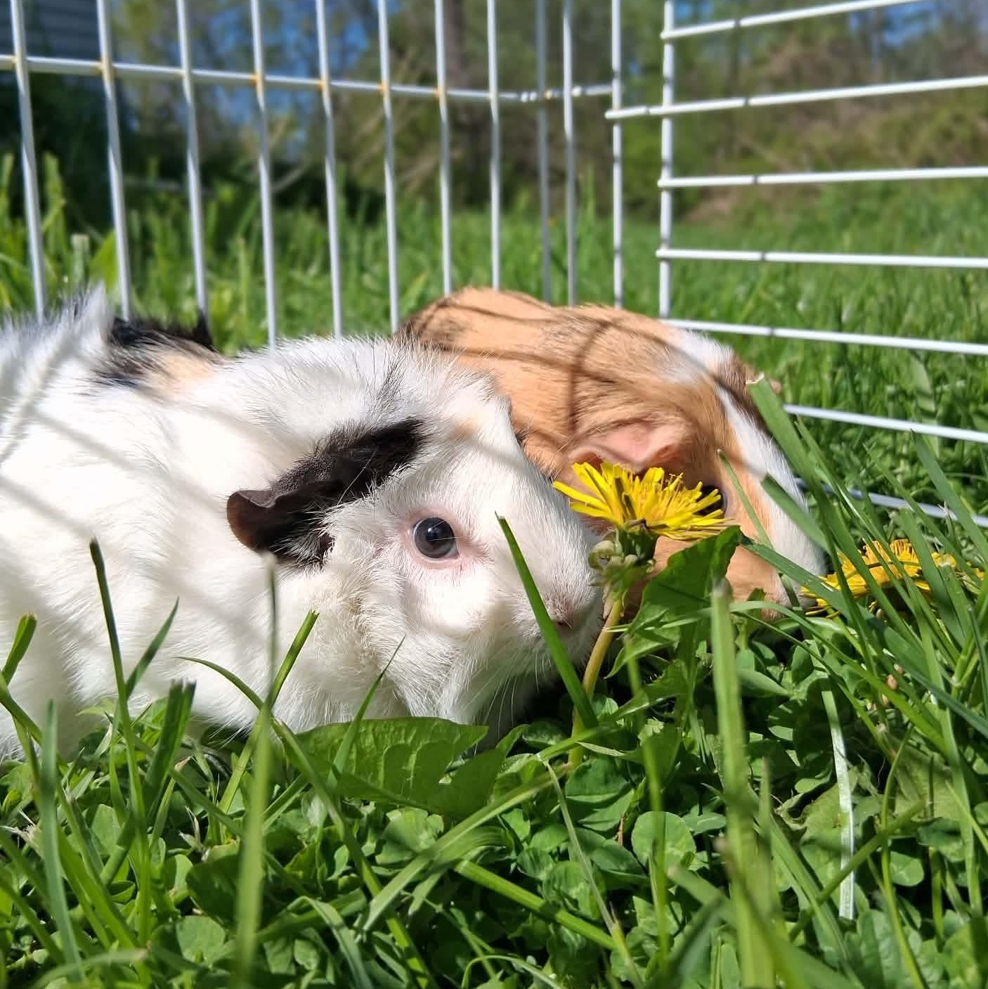Clover & Ivy, ADOPTABLE, Young Female Guinea Pig.