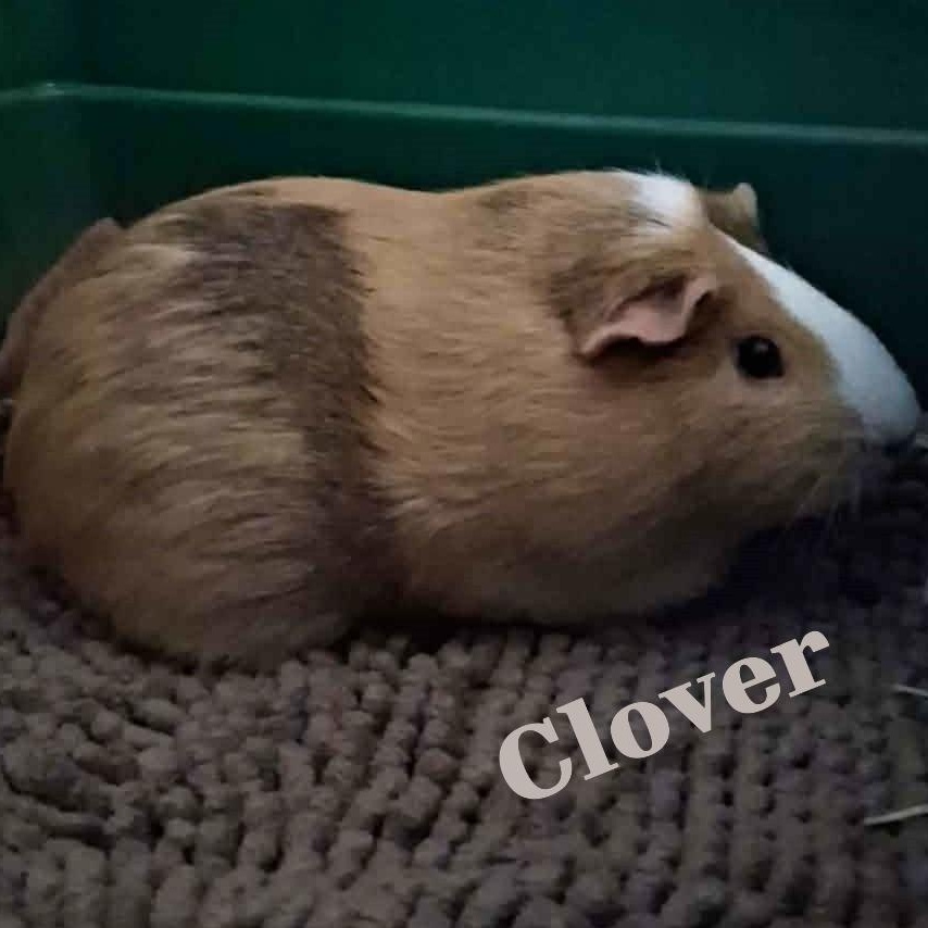 Enlarge Clover & Ivy, a ADOPTABLE mixed breed in Rochester, NY image 3/6