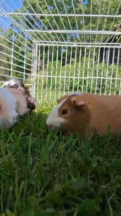Enlarge Clover & Ivy, a ADOPTABLE mixed breed in Rochester, NY video 6/6