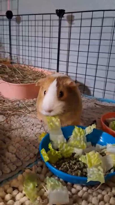 Enlarge Clover & Ivy, a ADOPTABLE mixed breed in Rochester, NY video 6/6