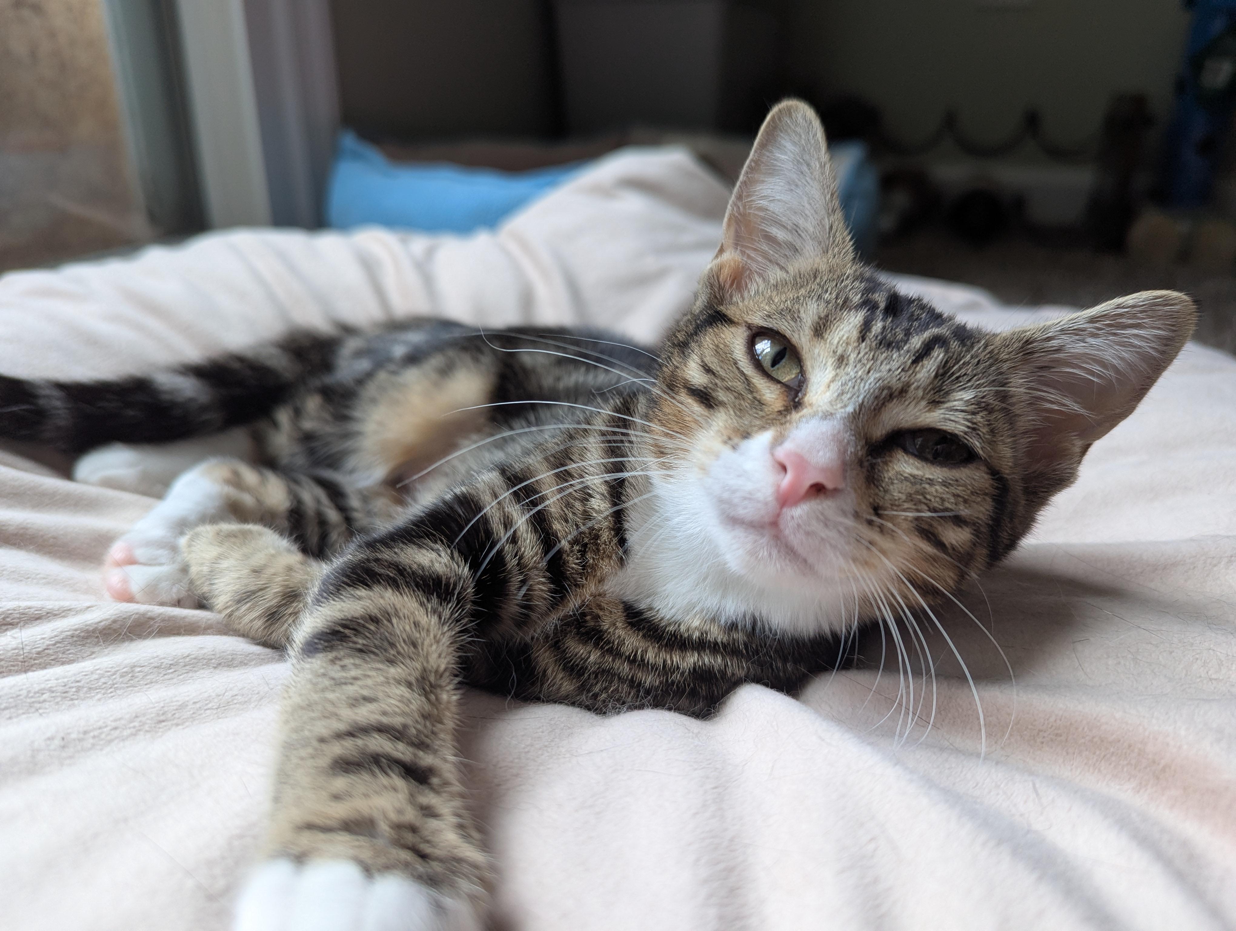 Tinkie Too, Adoptable, Young Female Domestic Short Hair.