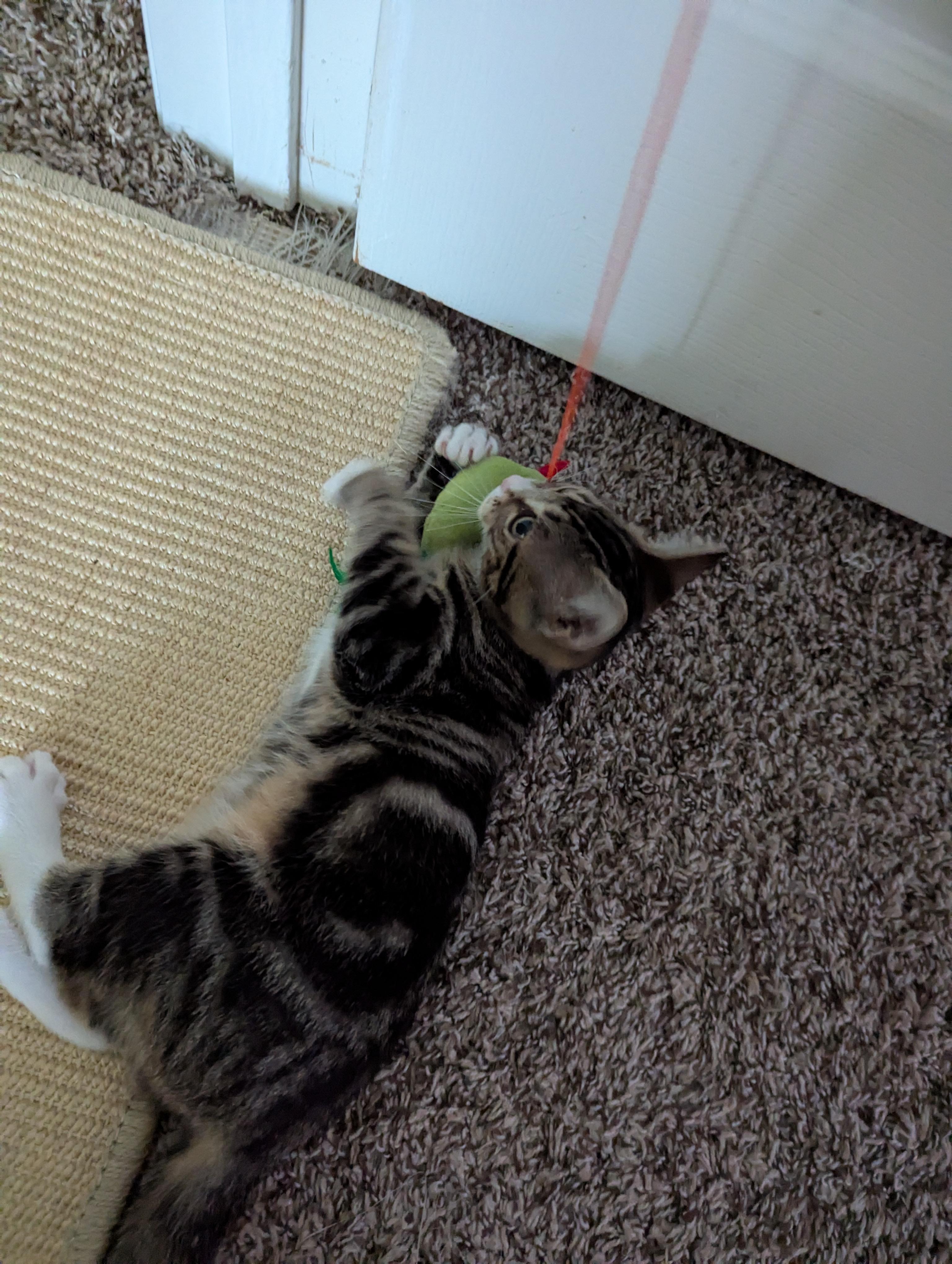 Enlarge Tinkie Too, a Adoptable Domestic Short Hair in Smyrna, GA image 3/4