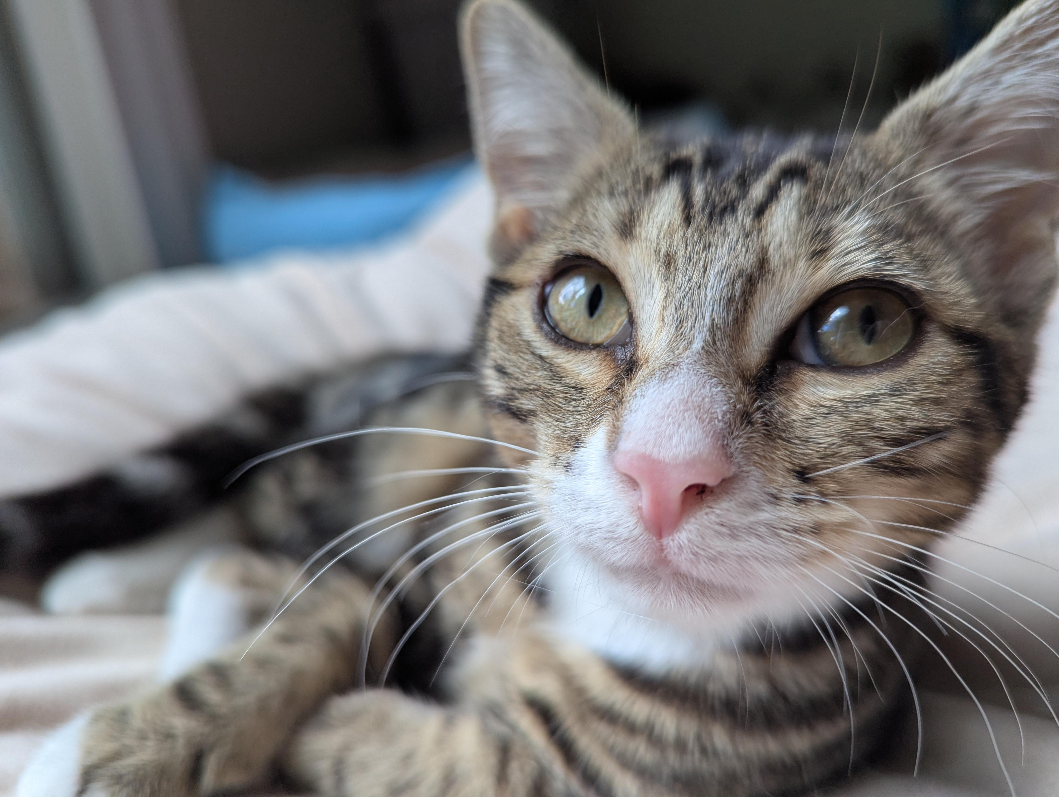 Enlarge Tinkie Too, a Adoptable Domestic Short Hair in Smyrna, GA image 4/4