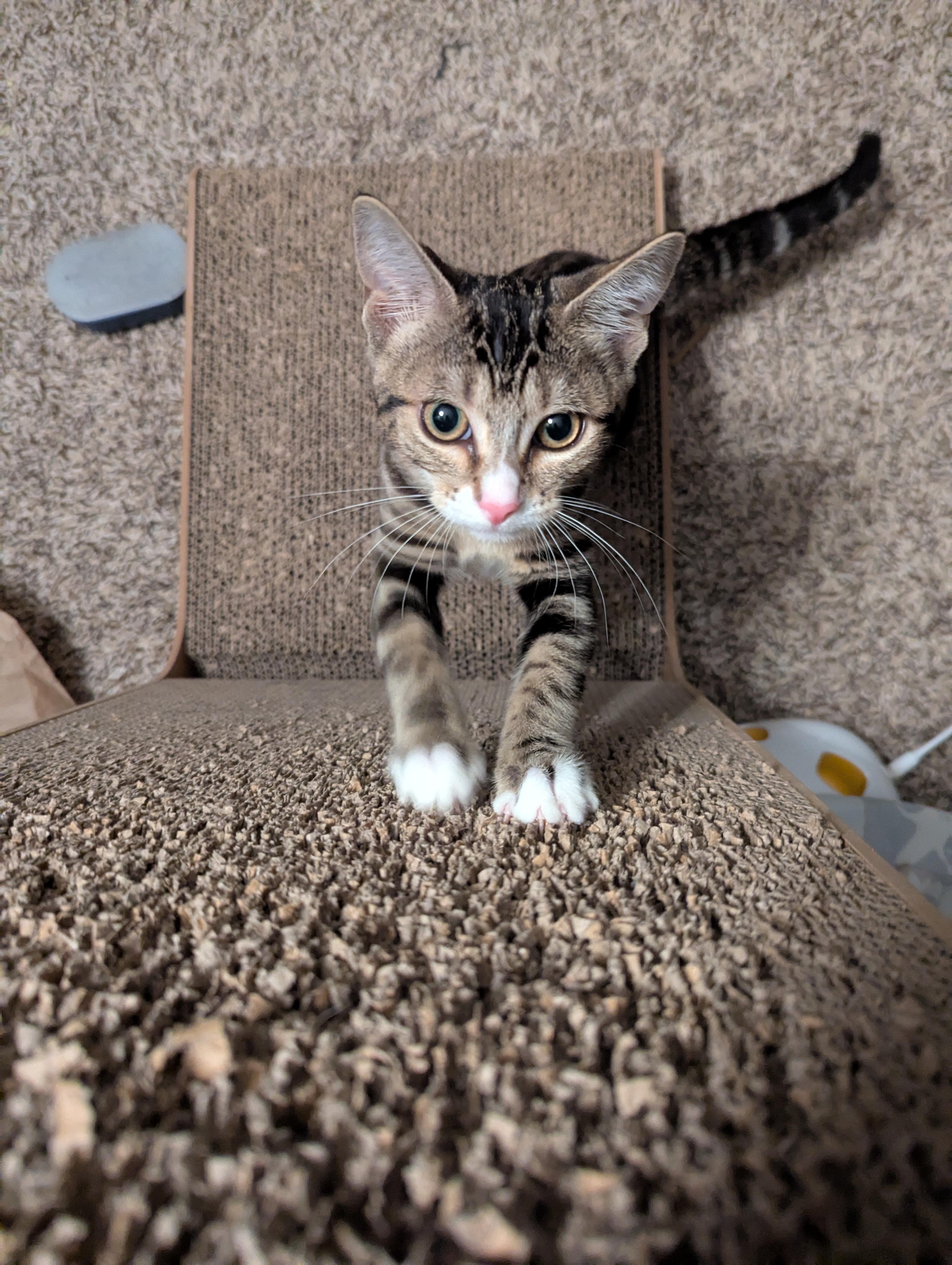 Enlarge Tinkie Too, a Adoptable Domestic Short Hair in Smyrna, GA image 2/4