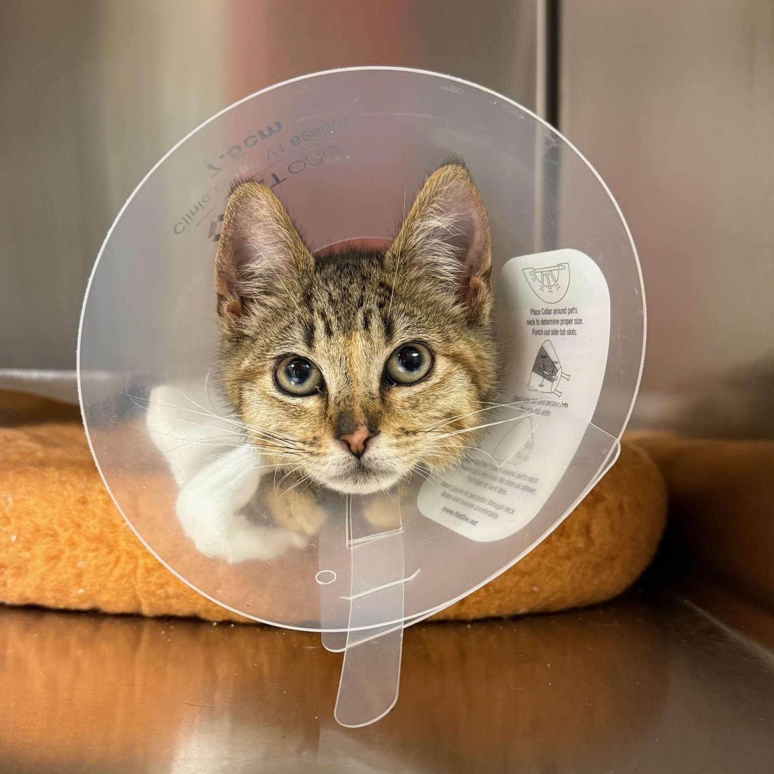 Enlarge Oatmeal, a ADOPTABLE Domestic Short Hair in Wayne, NJ image 1/1