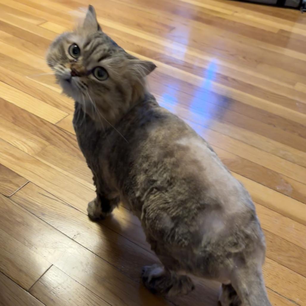 Puffball, Adoptable, Adult Female Maine Coon.