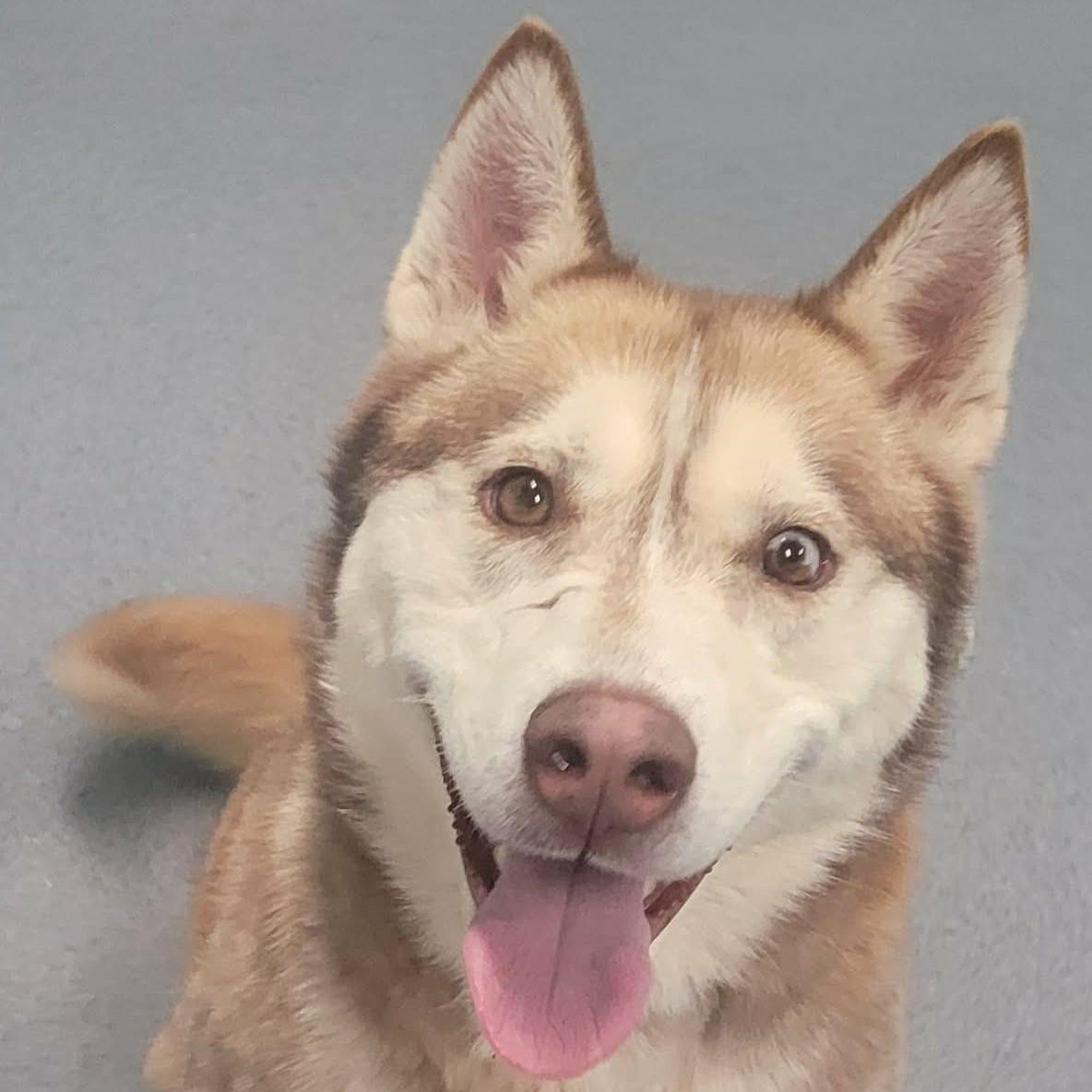 Lady! Pretty Red Husky!, Adoptable, Adult Female Husky.