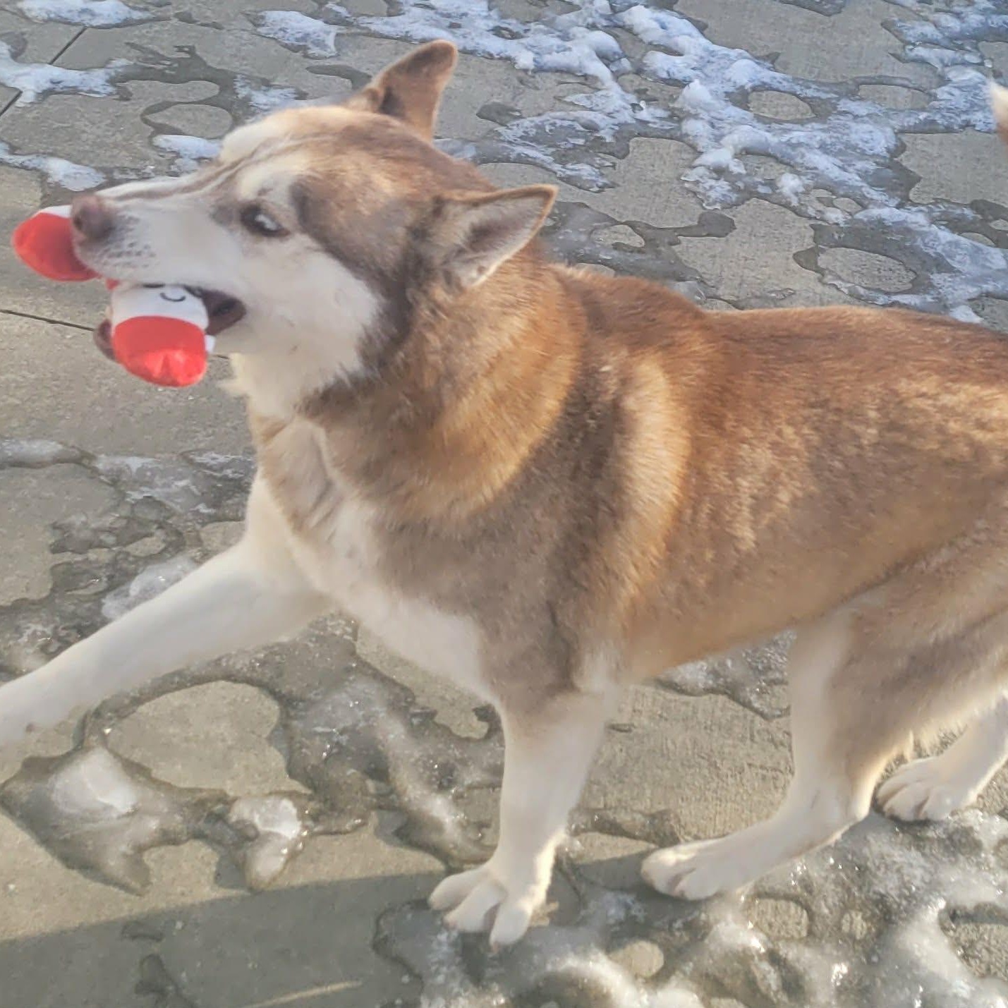 Enlarge Lady! Pretty Red Husky!, a Adoptable Husky in Meriden, CT image 3/6