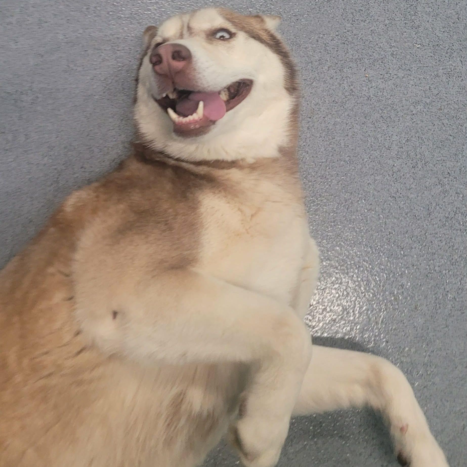 Enlarge Lady! Pretty Red Husky!, a Adoptable Husky in Meriden, CT image 6/6