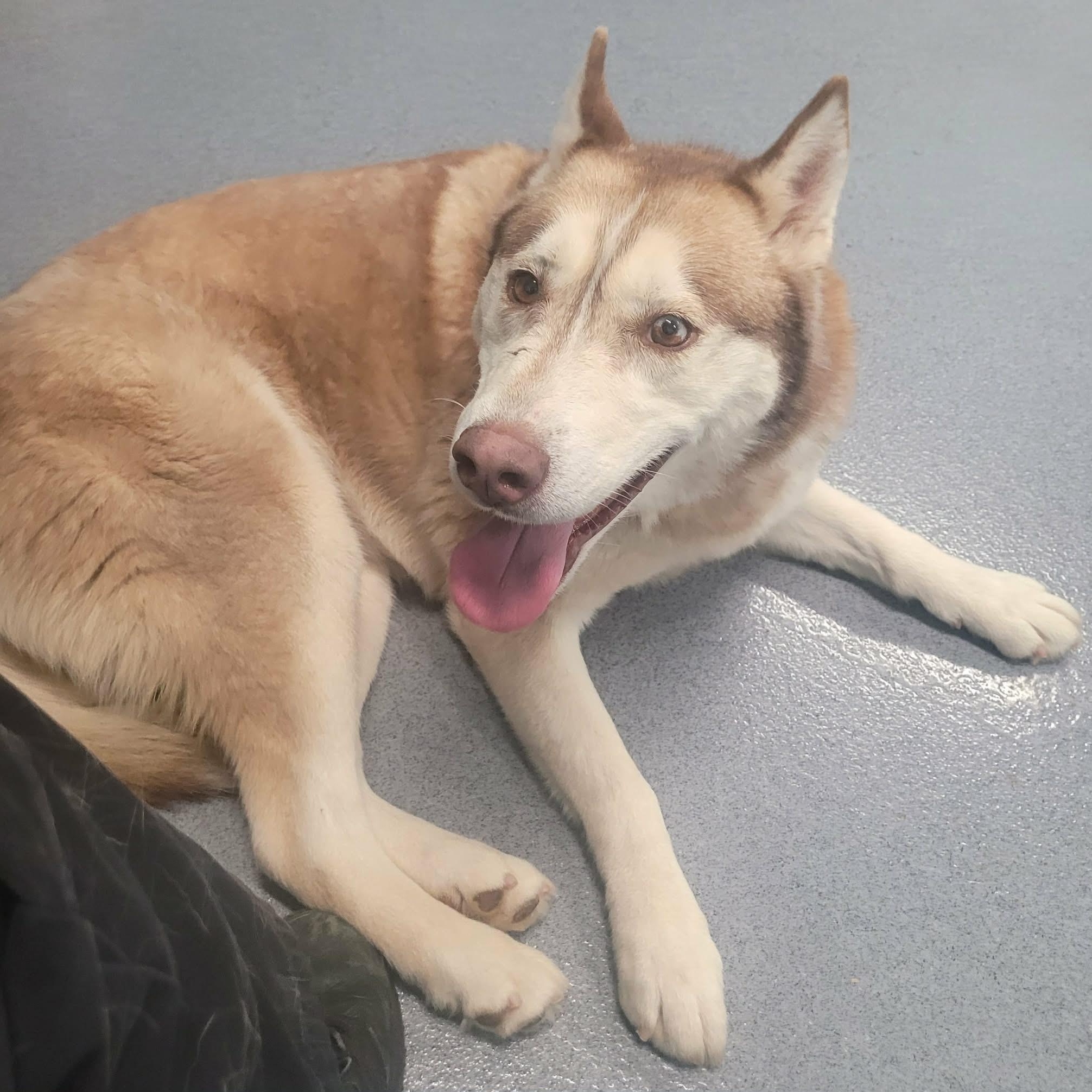 Enlarge Lady! Pretty Red Husky!, a Adoptable Husky in Meriden, CT image 2/6