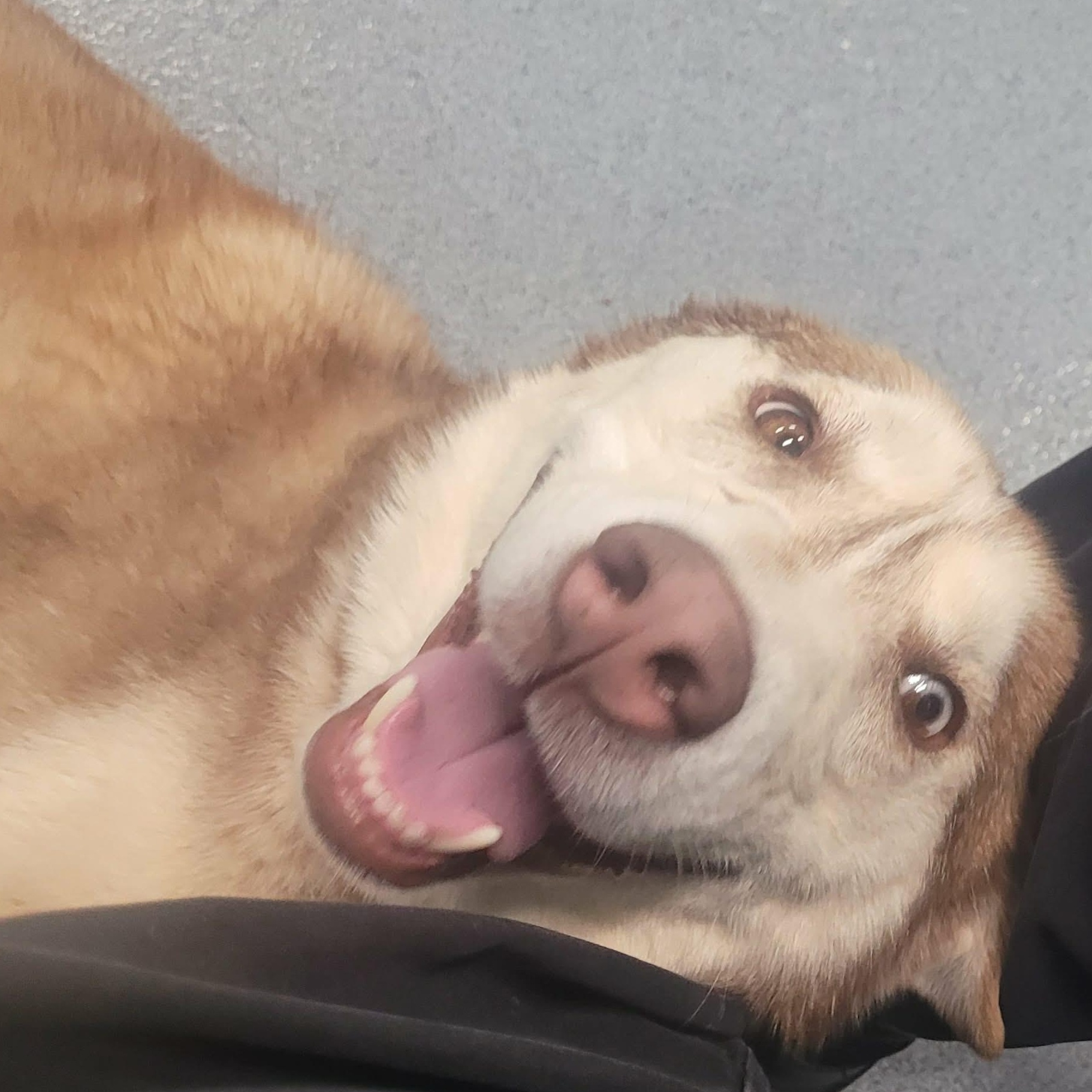 Enlarge Lady! Pretty Red Husky!, a Adoptable Husky in Meriden, CT image 4/6