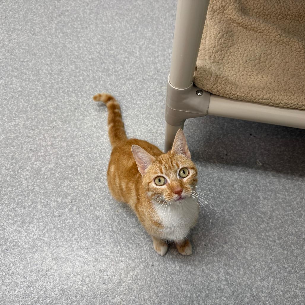 Reba, Adoptable, Adult Female Domestic Short Hair.