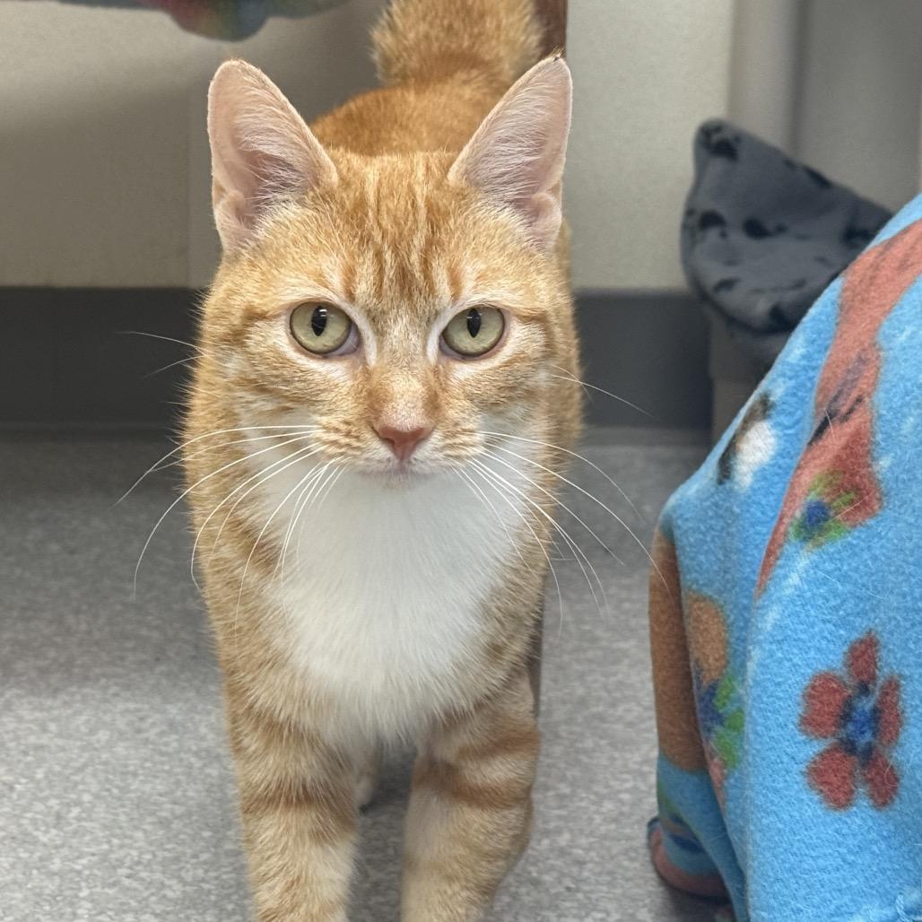 Reba, a Adoptable Domestic Short Hair in Fort Bragg, CA image 2/4