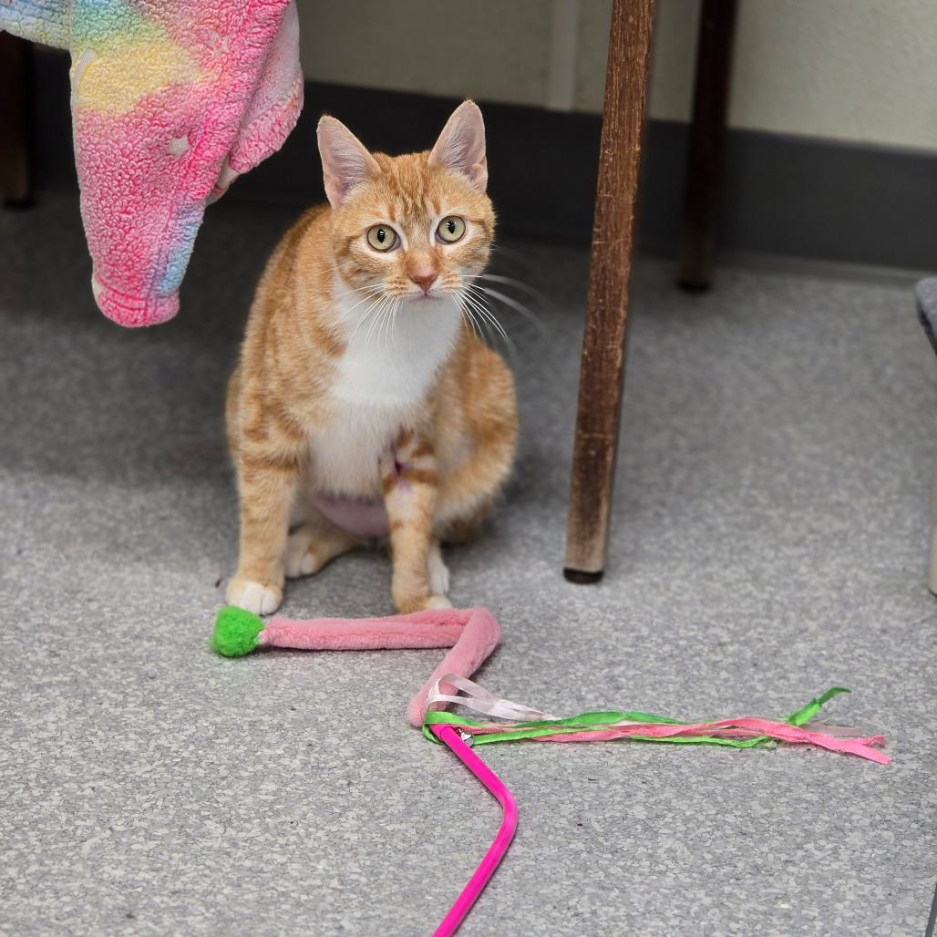 Reba, a Adoptable Domestic Short Hair in Fort Bragg, CA image 2/5