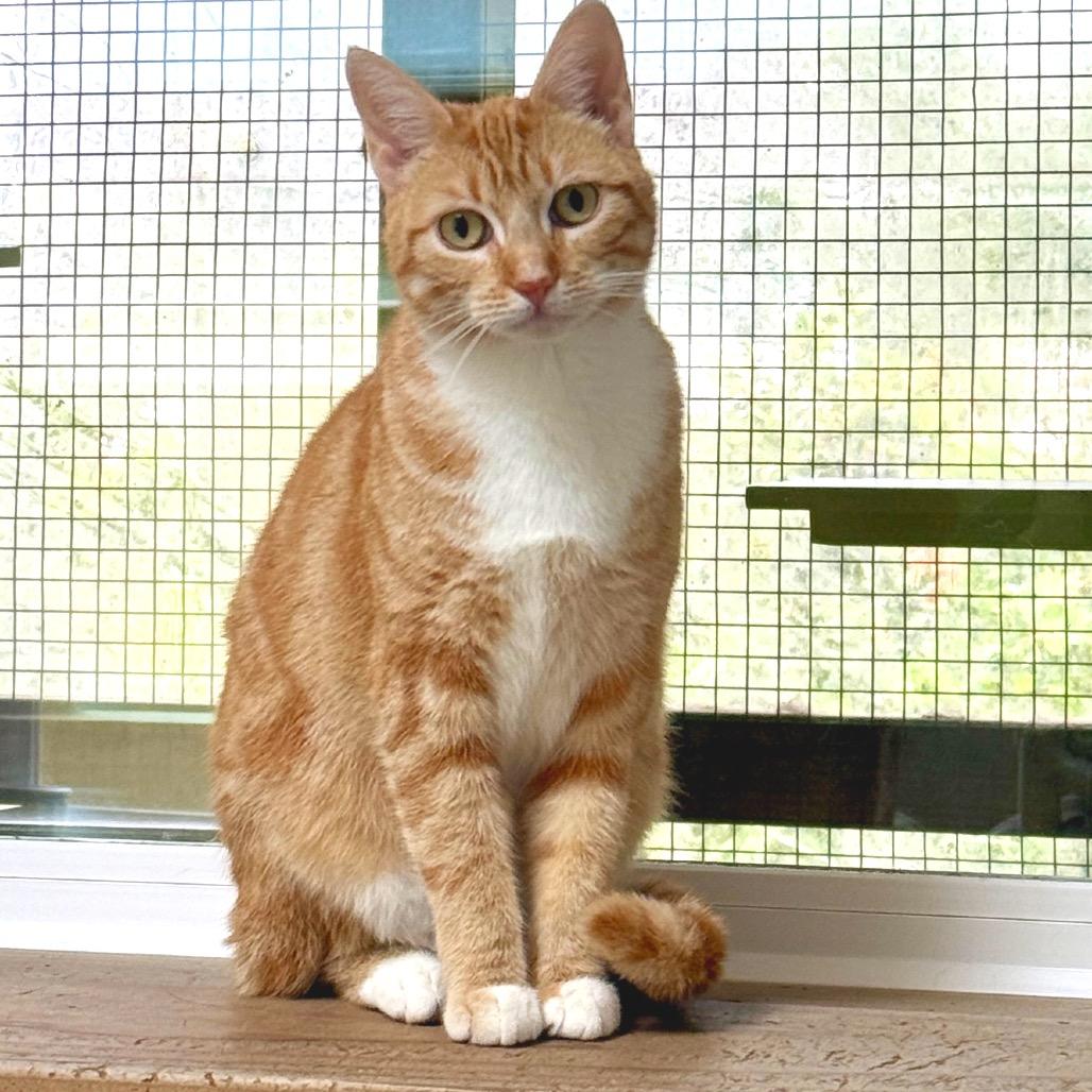 Enlarge Reba, a Adoptable Domestic Short Hair in Fort Bragg, CA image 4/6