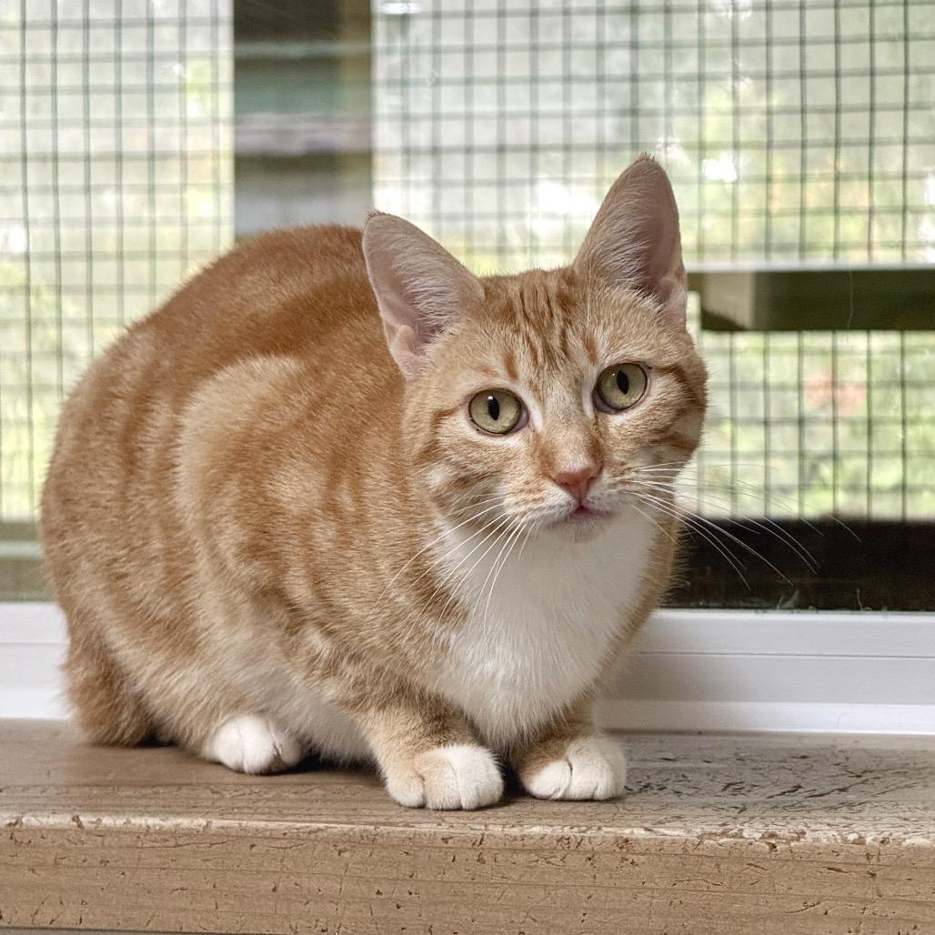 Enlarge Reba, a Adoptable Domestic Short Hair in Fort Bragg, CA image 5/6