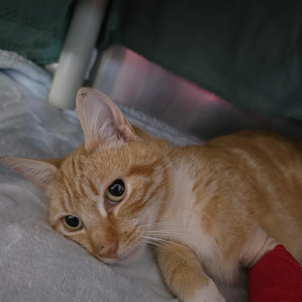 Reba, a Adoptable Domestic Short Hair in Fort Bragg, CA image 4/5