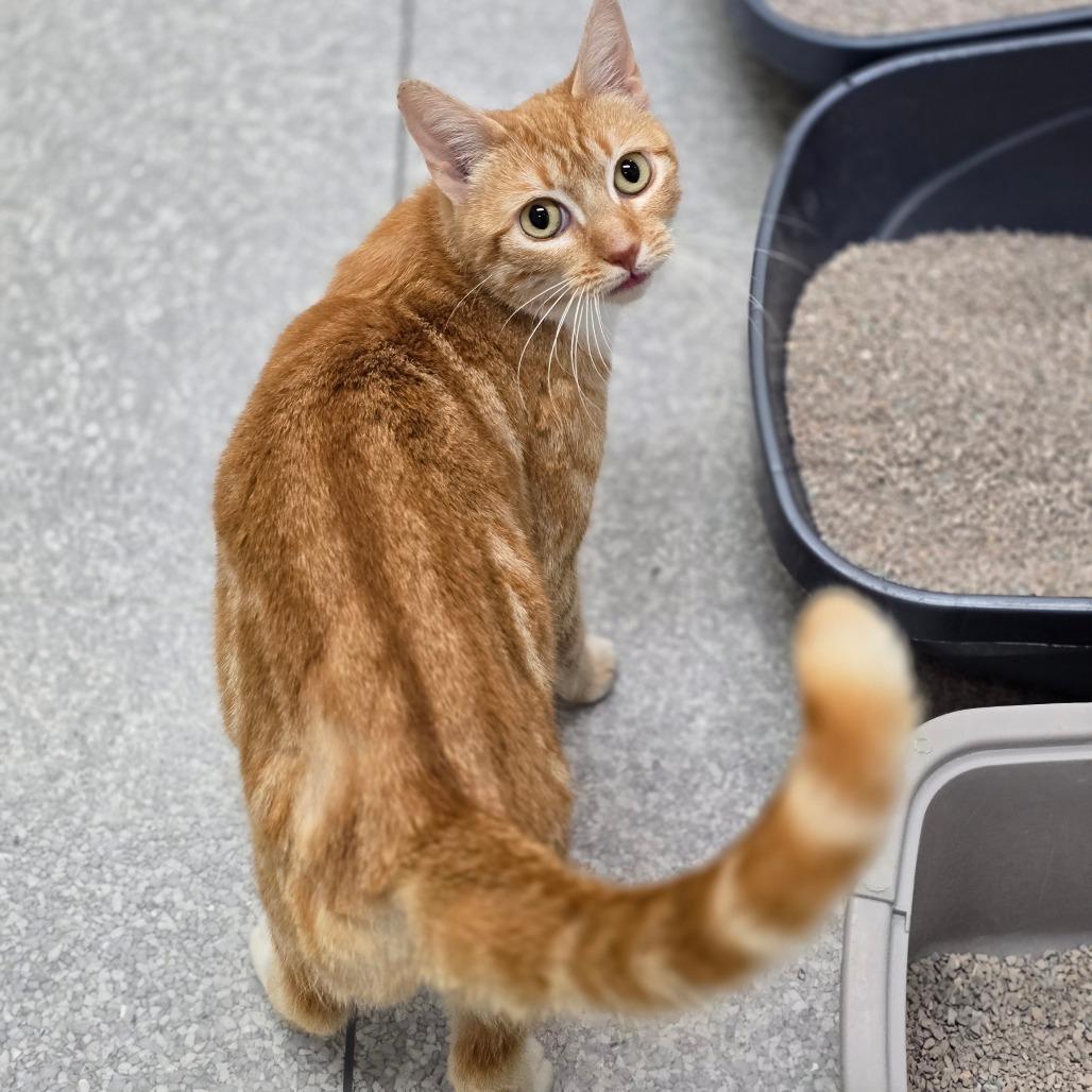 Reba, a Adoptable Domestic Short Hair in Fort Bragg, CA image 5/5