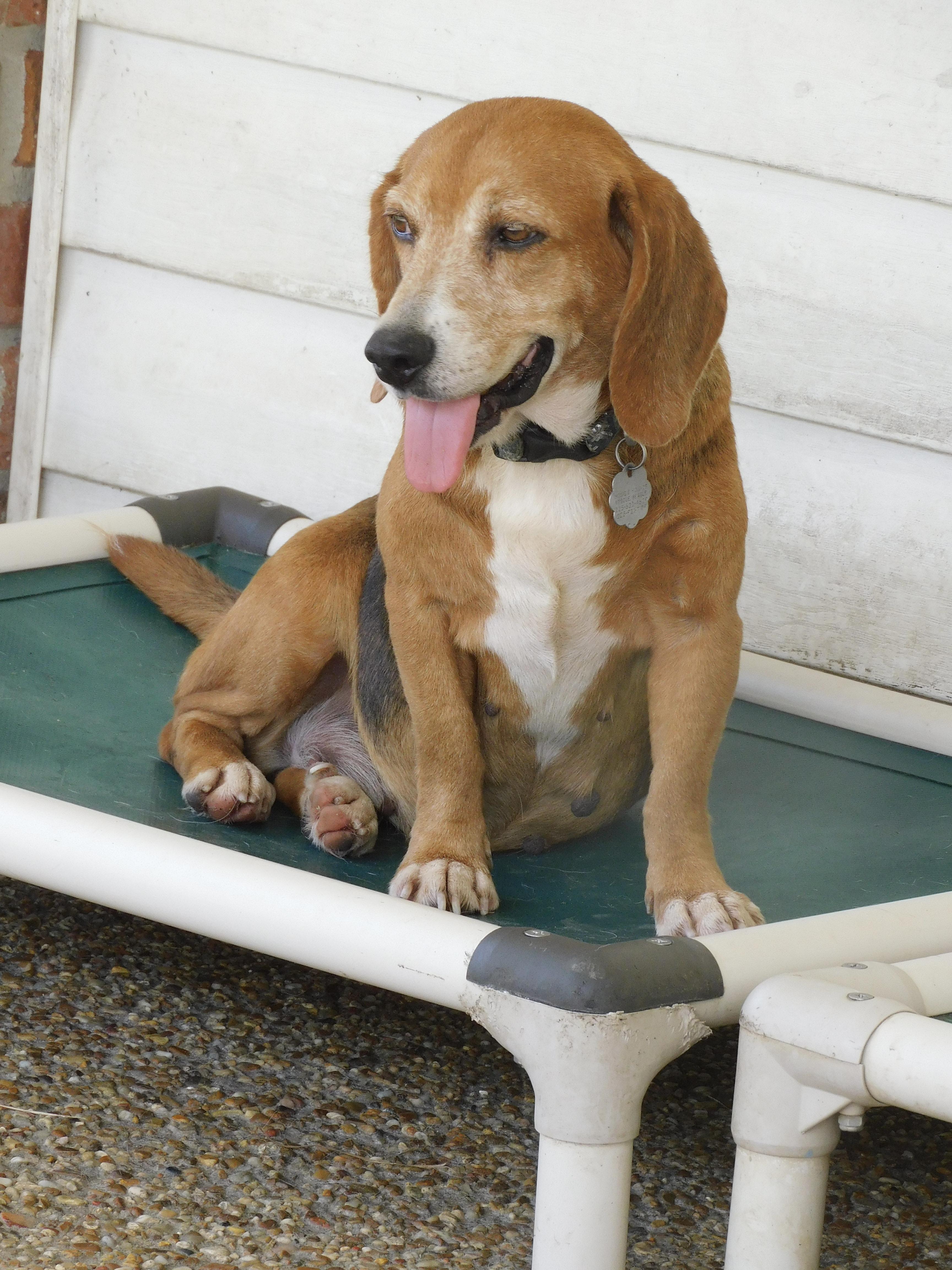 Enlarge Robin, a ADOPTABLE Beagle in Prairieville, LA image 6/6