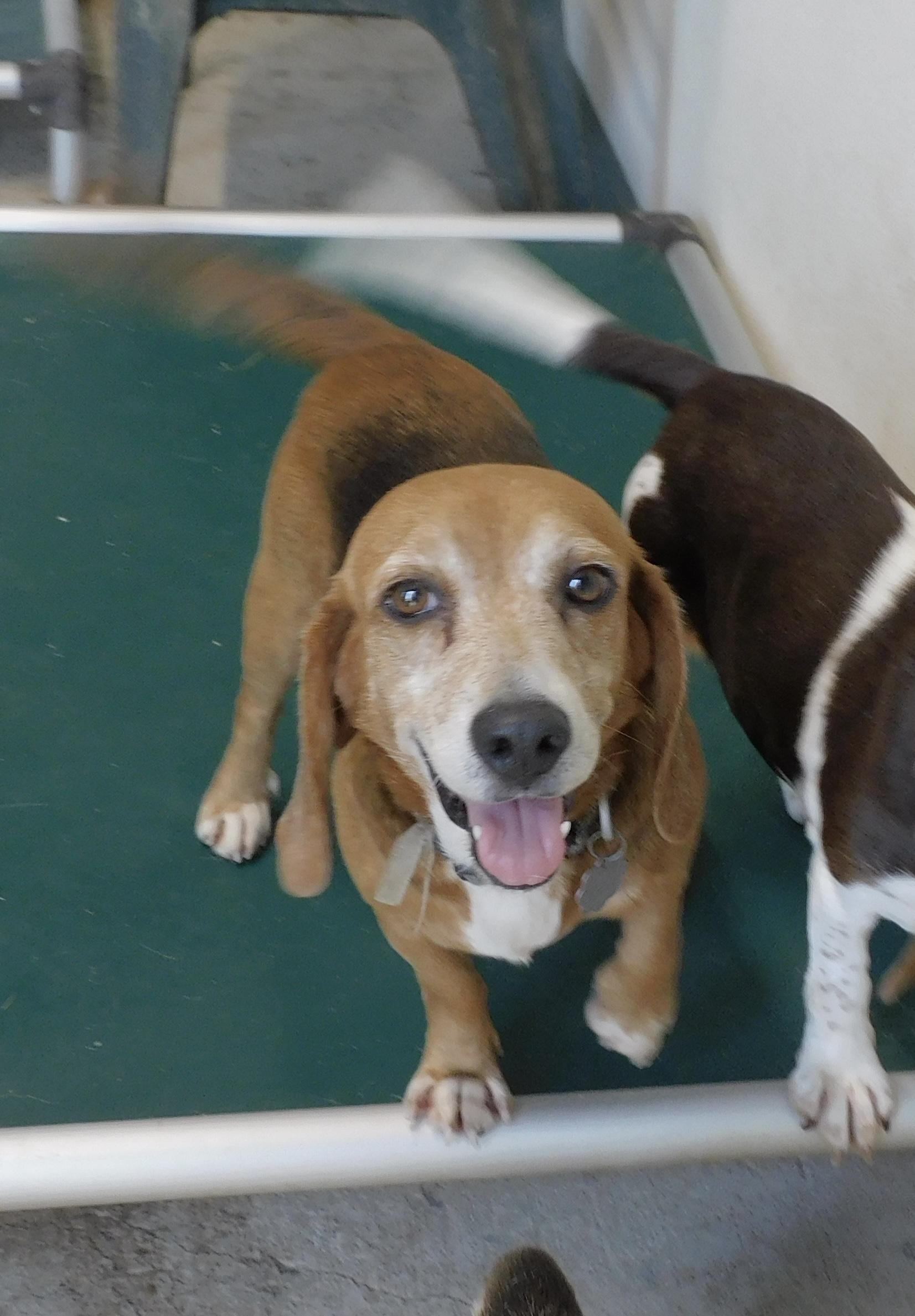 Robin, ADOPTABLE, Adult Female Beagle.