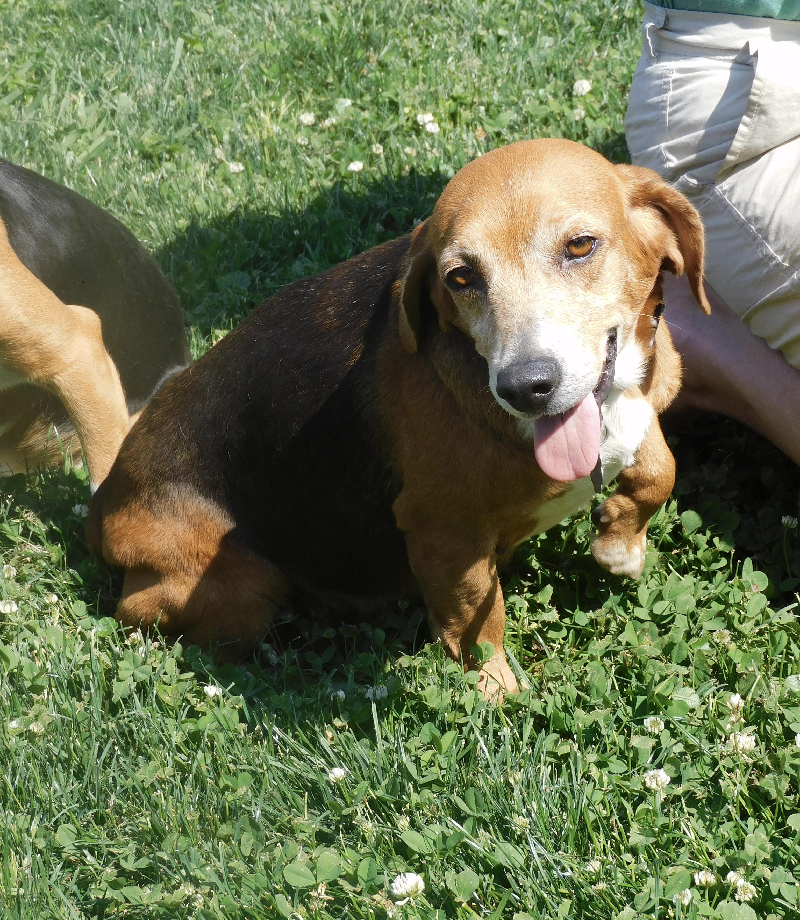 Enlarge Robin, a ADOPTABLE Beagle in Prairieville, LA image 6/6
