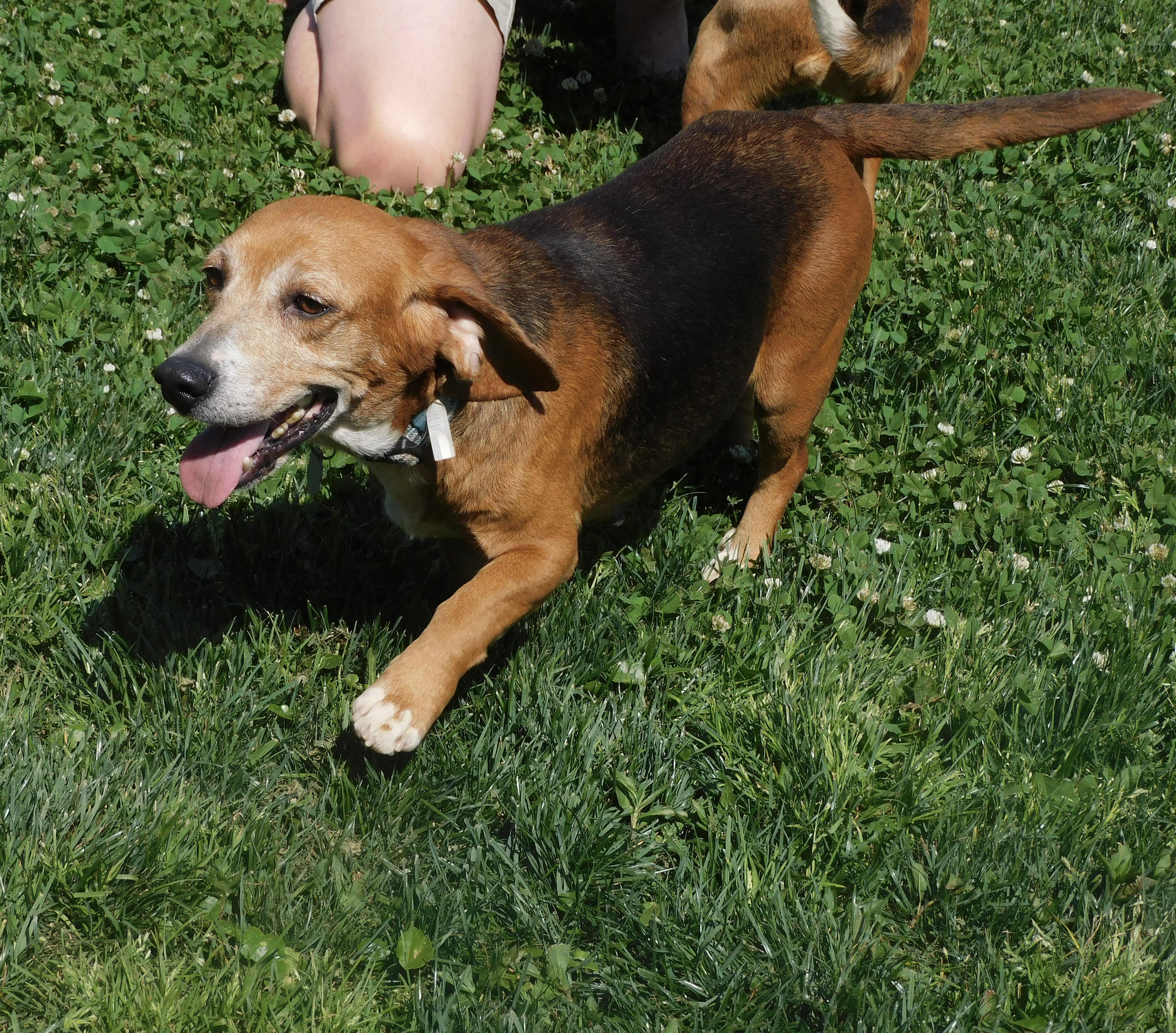 Enlarge Robin, a ADOPTABLE Beagle in Prairieville, LA image 5/6