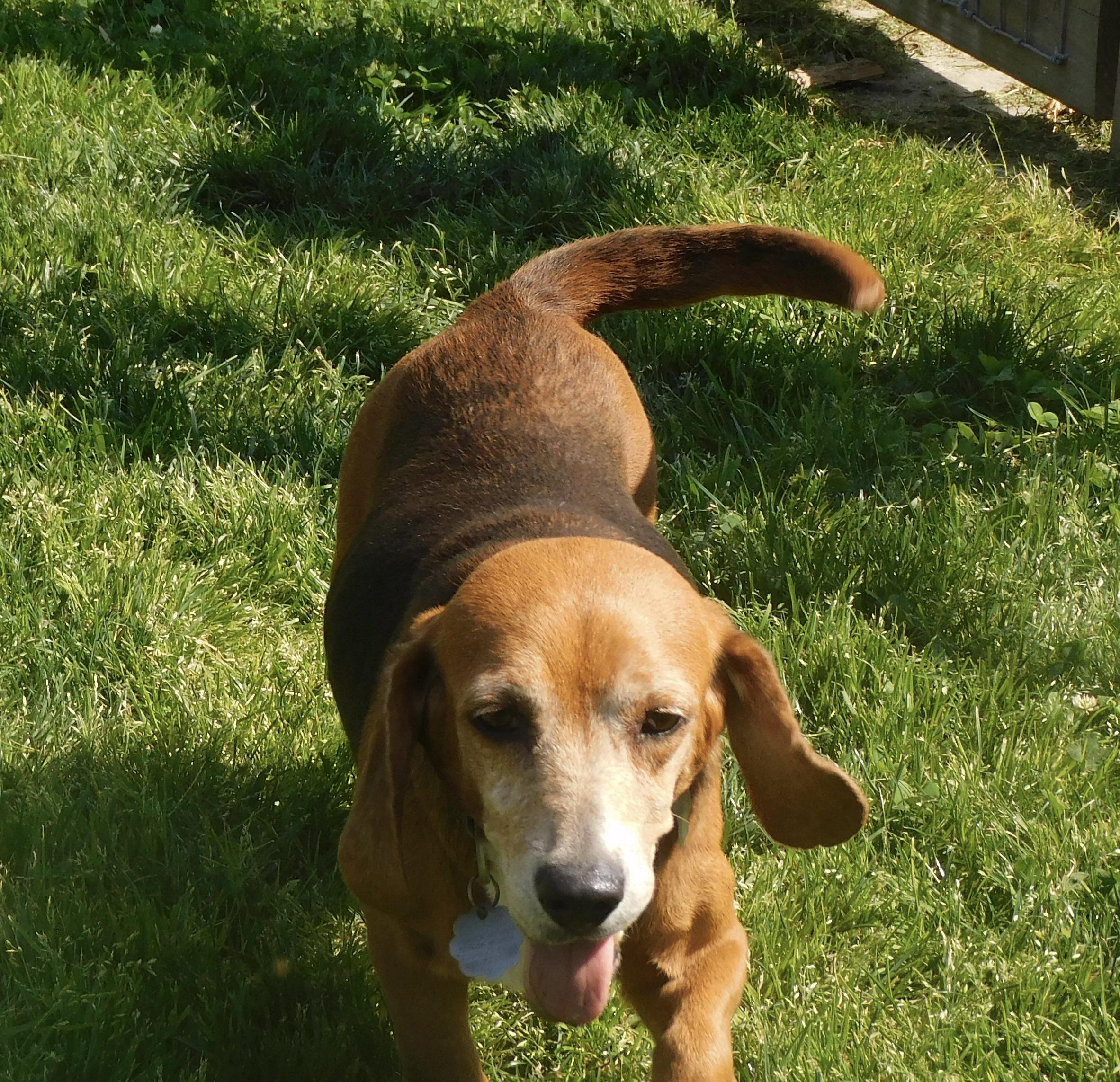 Enlarge Robin, a ADOPTABLE Beagle in Prairieville, LA image 4/6