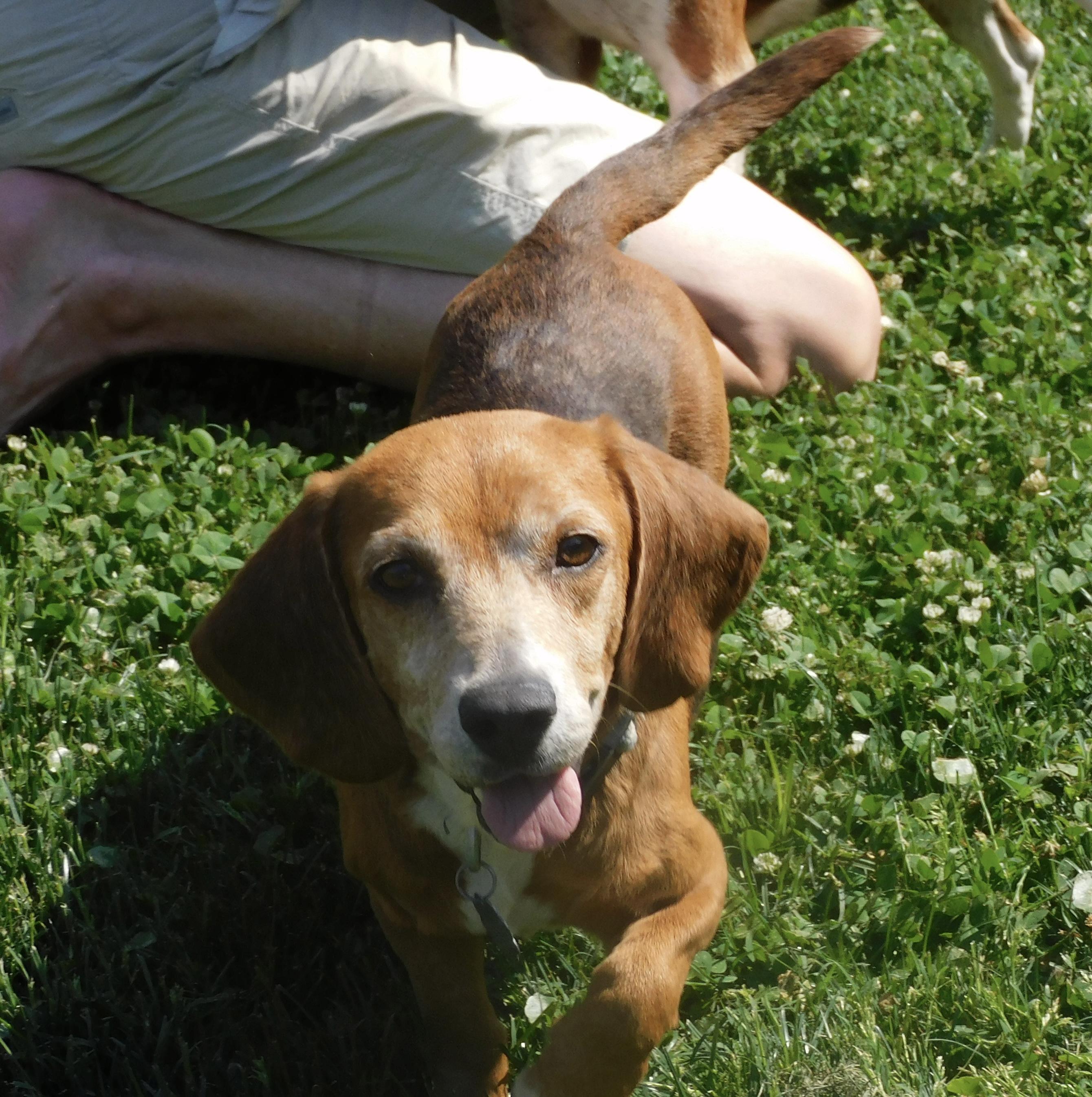 Robin, ADOPTABLE, Adult Female Beagle.