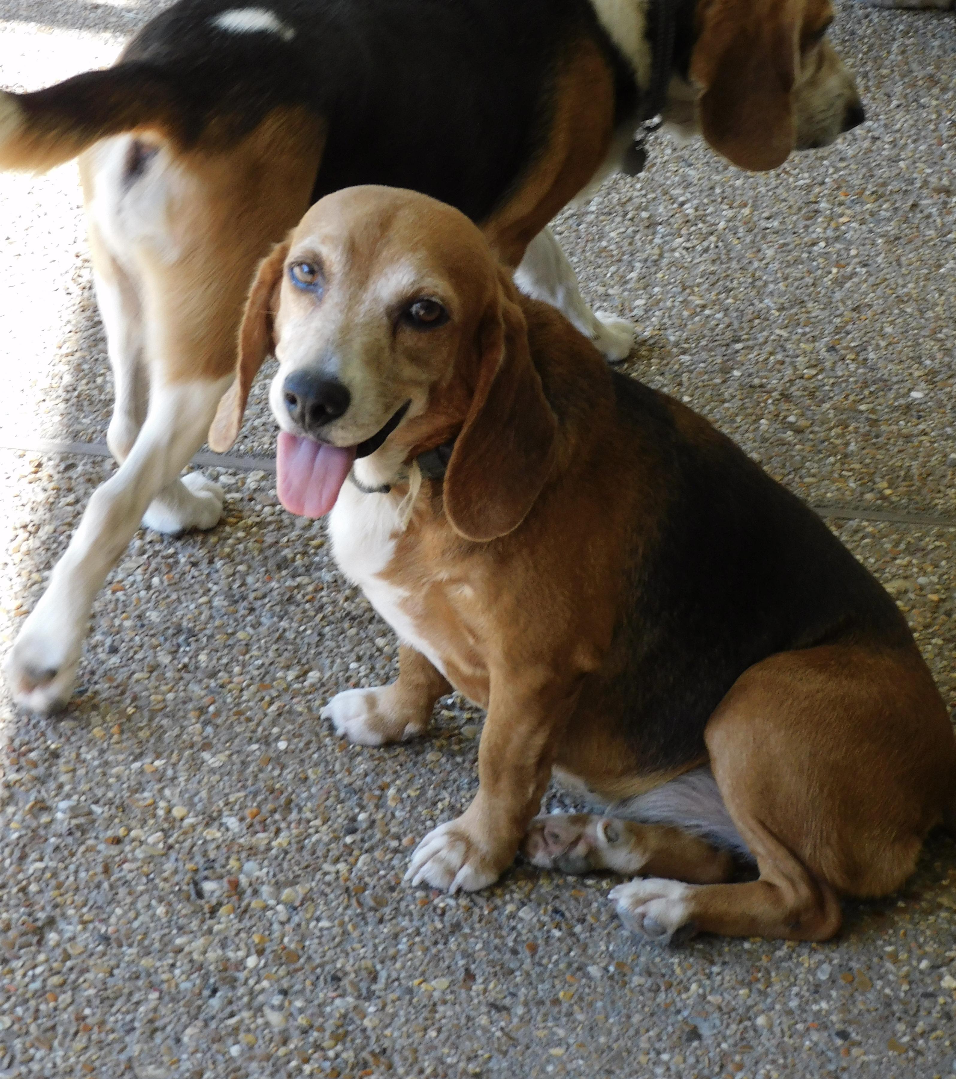 Robin, a ADOPTABLE Beagle in Prairieville, LA image 6/6