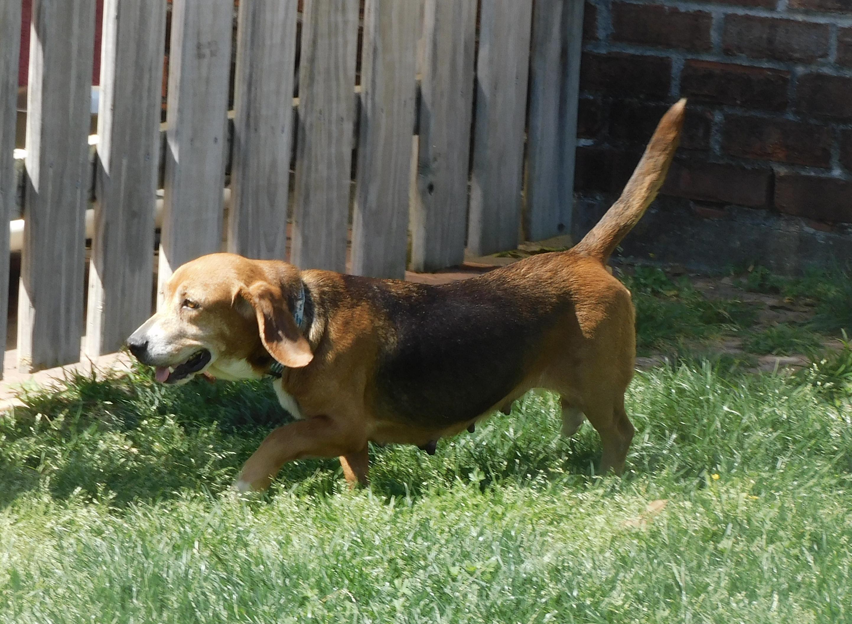 Enlarge Robin, a ADOPTABLE Beagle in Prairieville, LA image 3/6